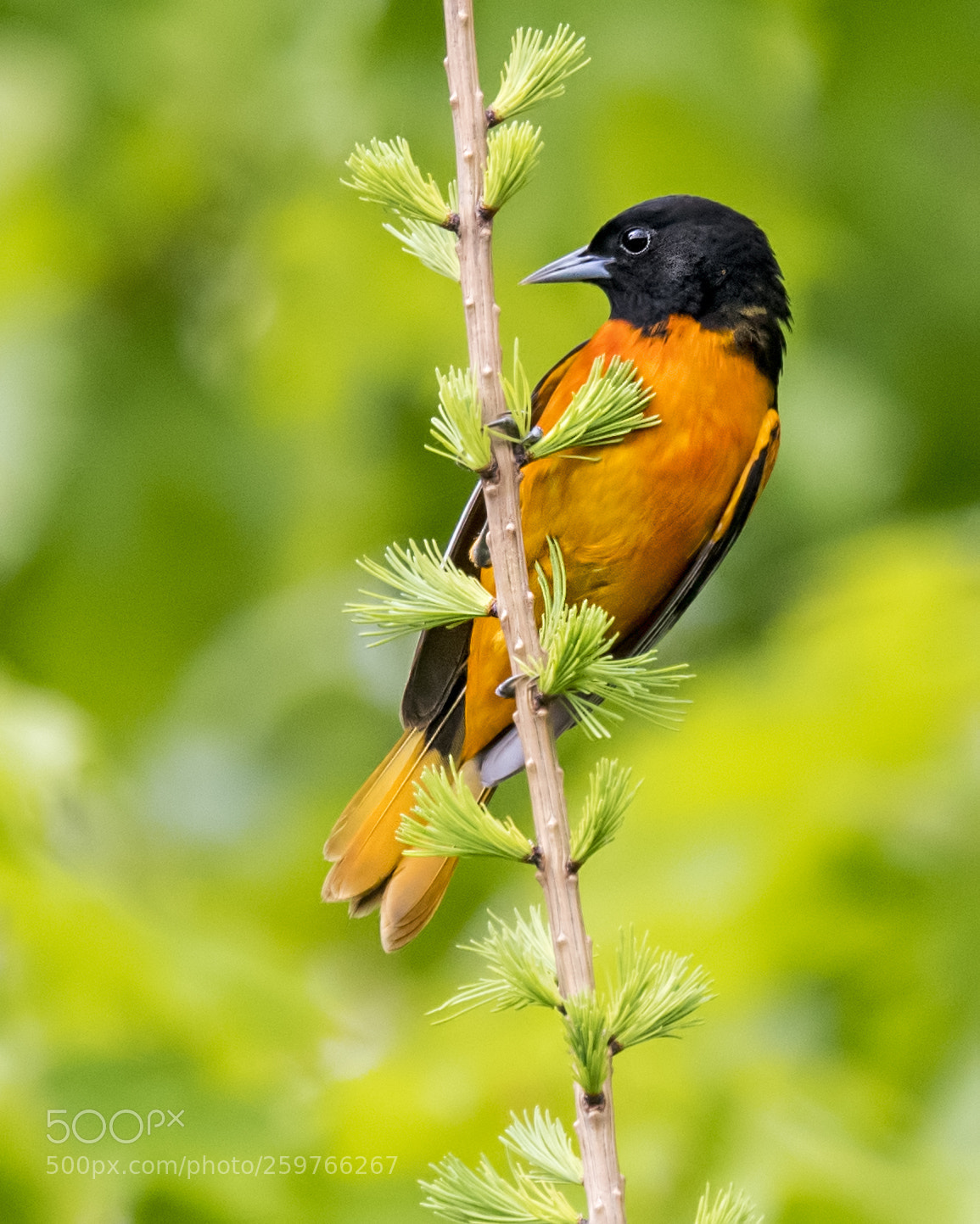 Nikon D850 sample photo. Baltimore oriole photography