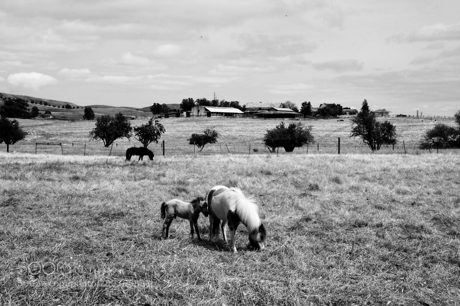 Canon EOS 1000D (EOS Digital Rebel XS / EOS Kiss F) sample photo. In black and white photography