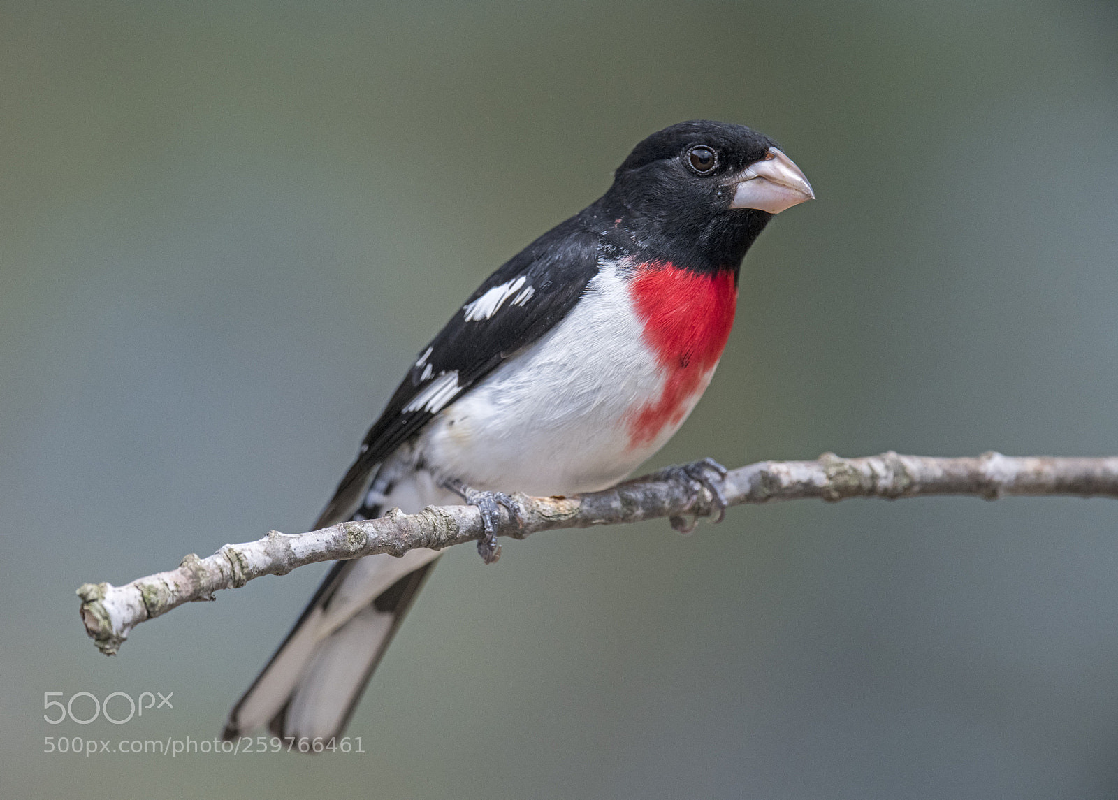 Nikon D850 sample photo. Rose-breasted grosbeak photography
