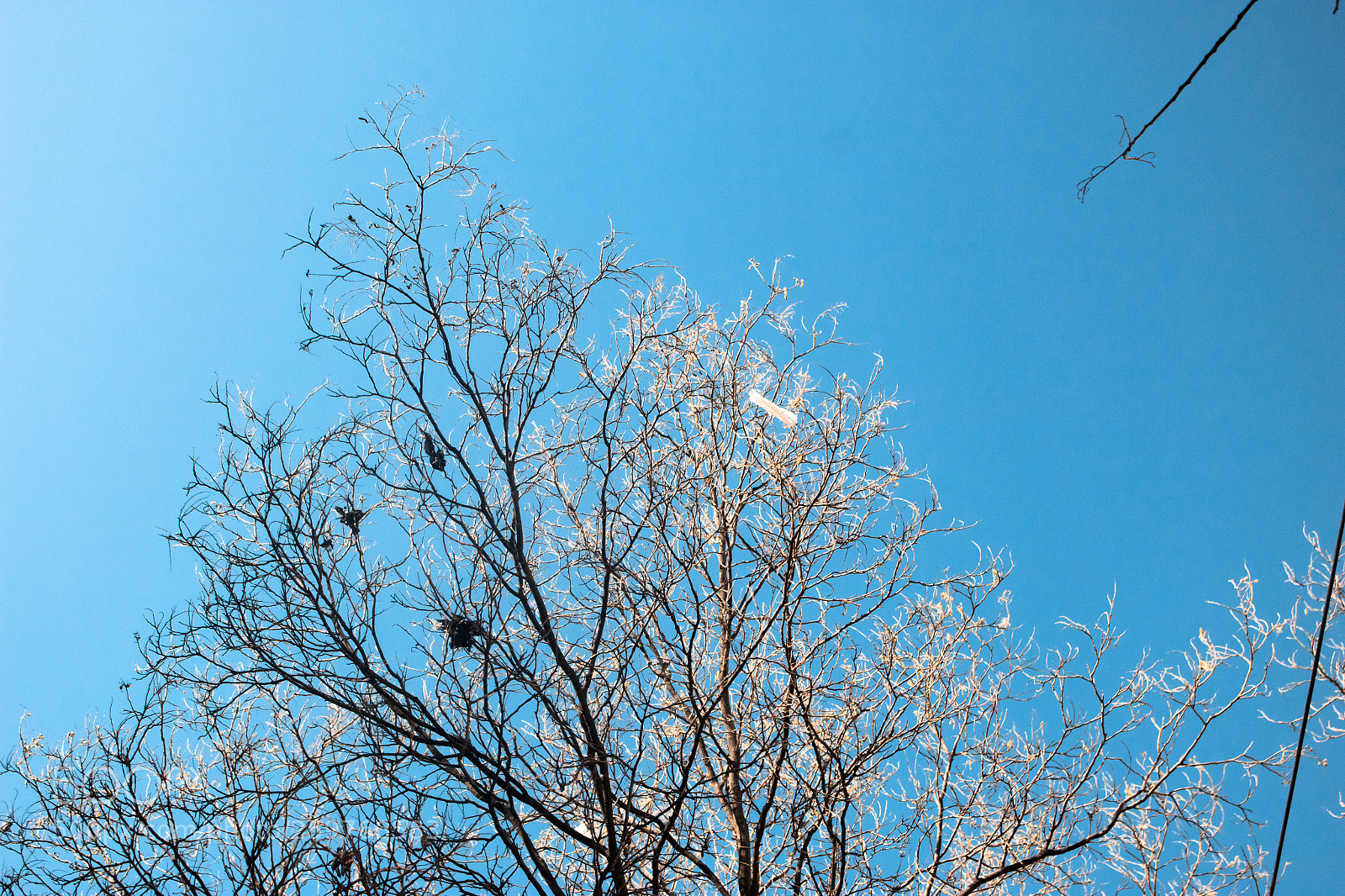 Canon EOS 100D (EOS Rebel SL1 / EOS Kiss X7) sample photo. Tree in the sky photography