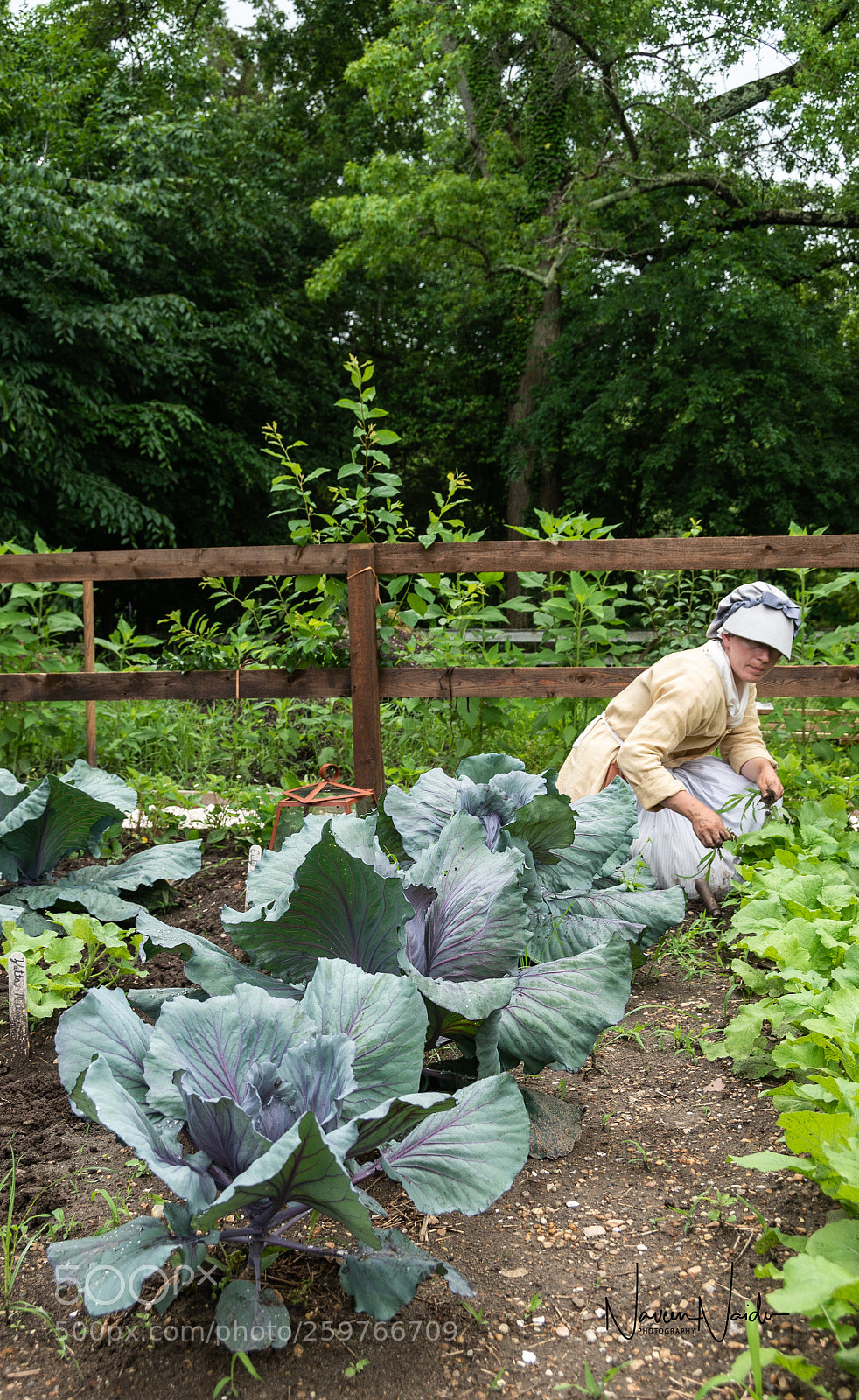 Nikon D800 sample photo. Colonial garden photography