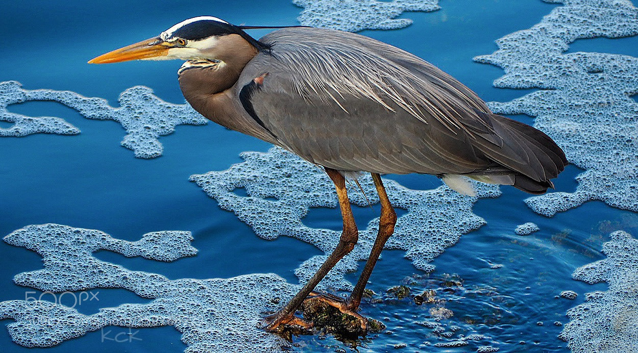 Olympus OM-D E-M10 II sample photo. Blue heron. photography
