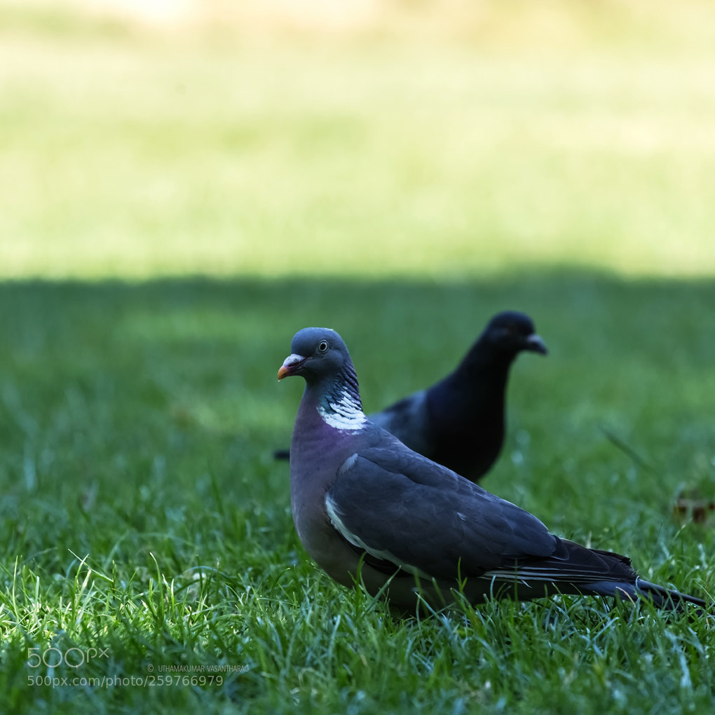 Canon EOS 6D sample photo. Two birds photography