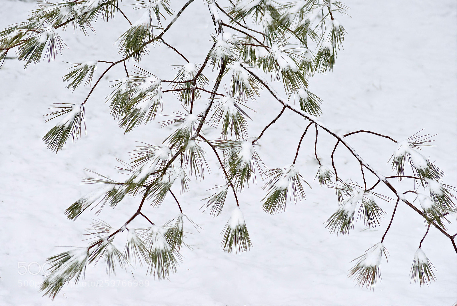 Nikon D3200 sample photo. Snow on pine photography