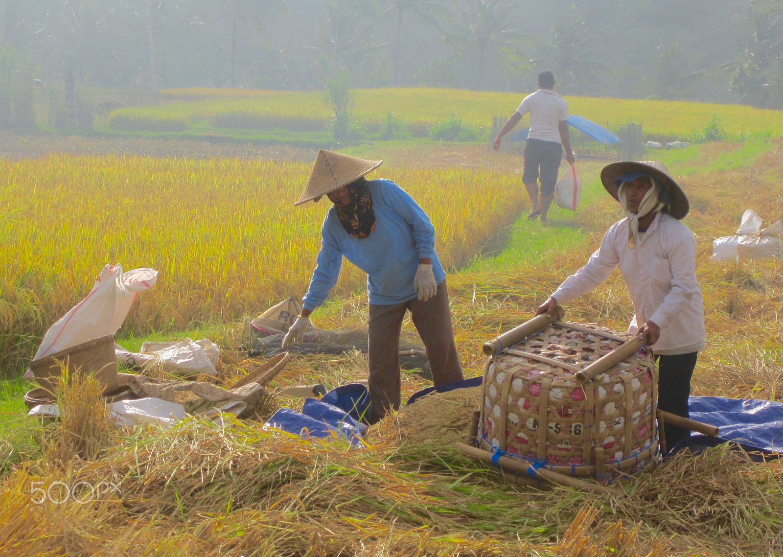 Canon PowerShot ELPH 100 HS (IXUS 115 HS / IXY 210F) sample photo. Bali rice harvest photography