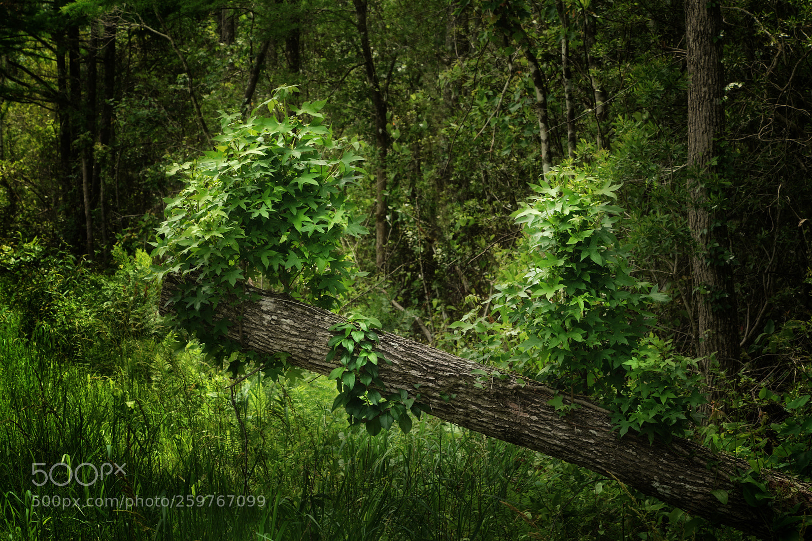 Sony a7R III sample photo. Ivy covered log photography