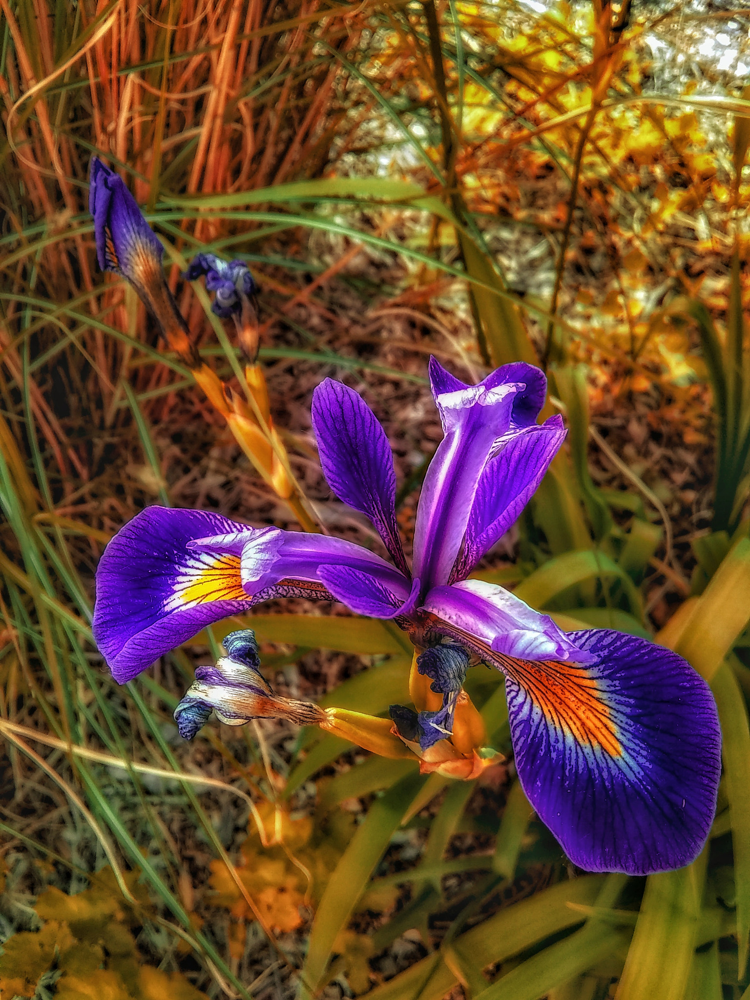 Motorola Moto E4 sample photo