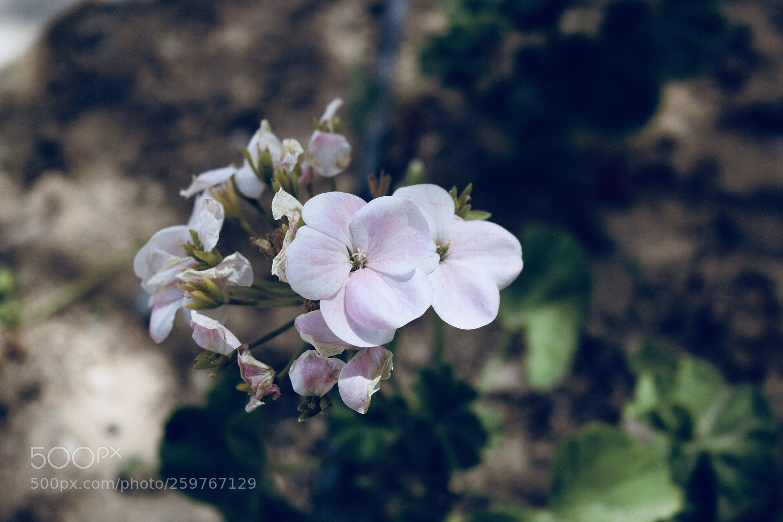Canon EOS 750D (EOS Rebel T6i / EOS Kiss X8i) sample photo. Blooming  photography