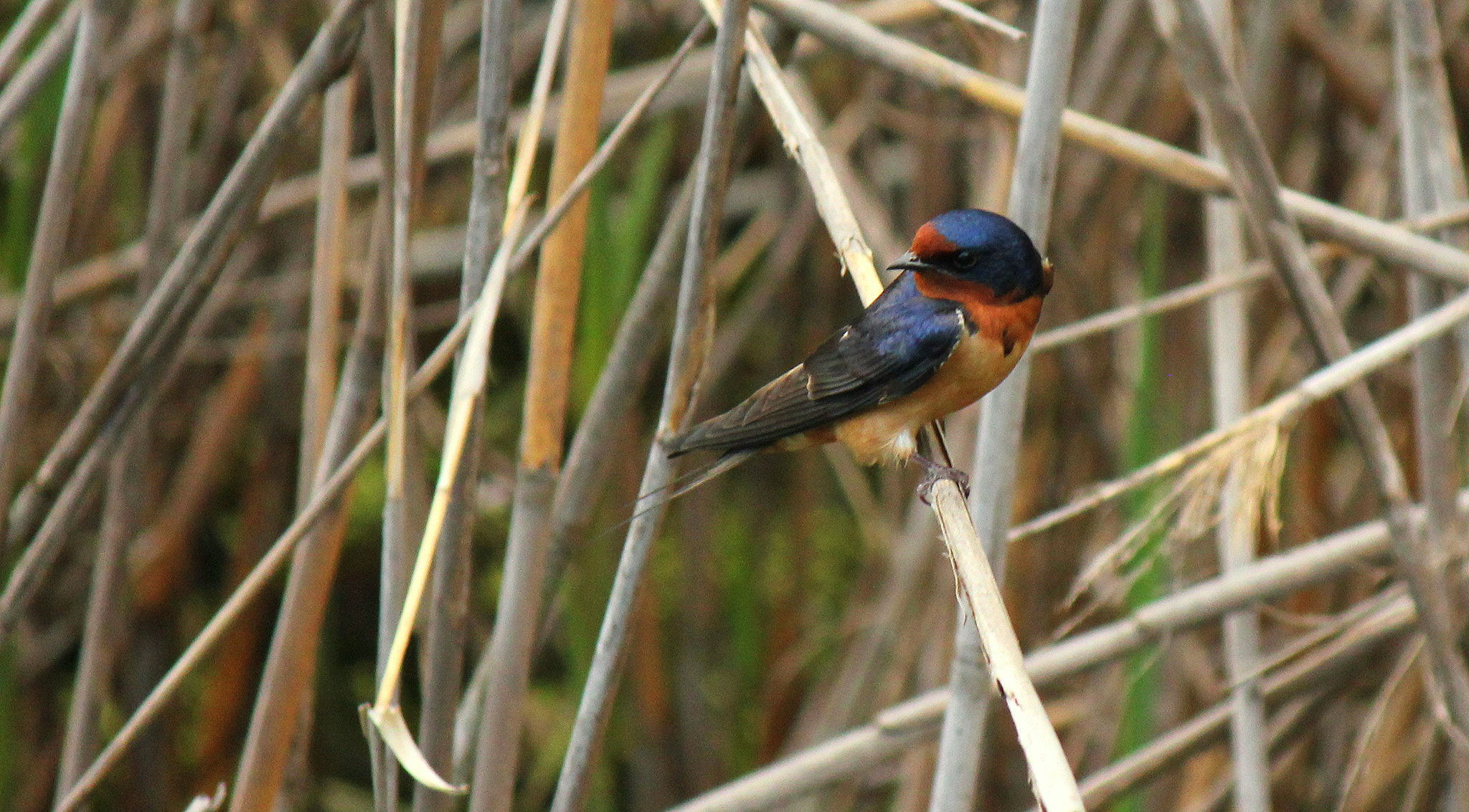 Canon EF-S 55-250mm F4-5.6 IS sample photo. Barn swallow photography