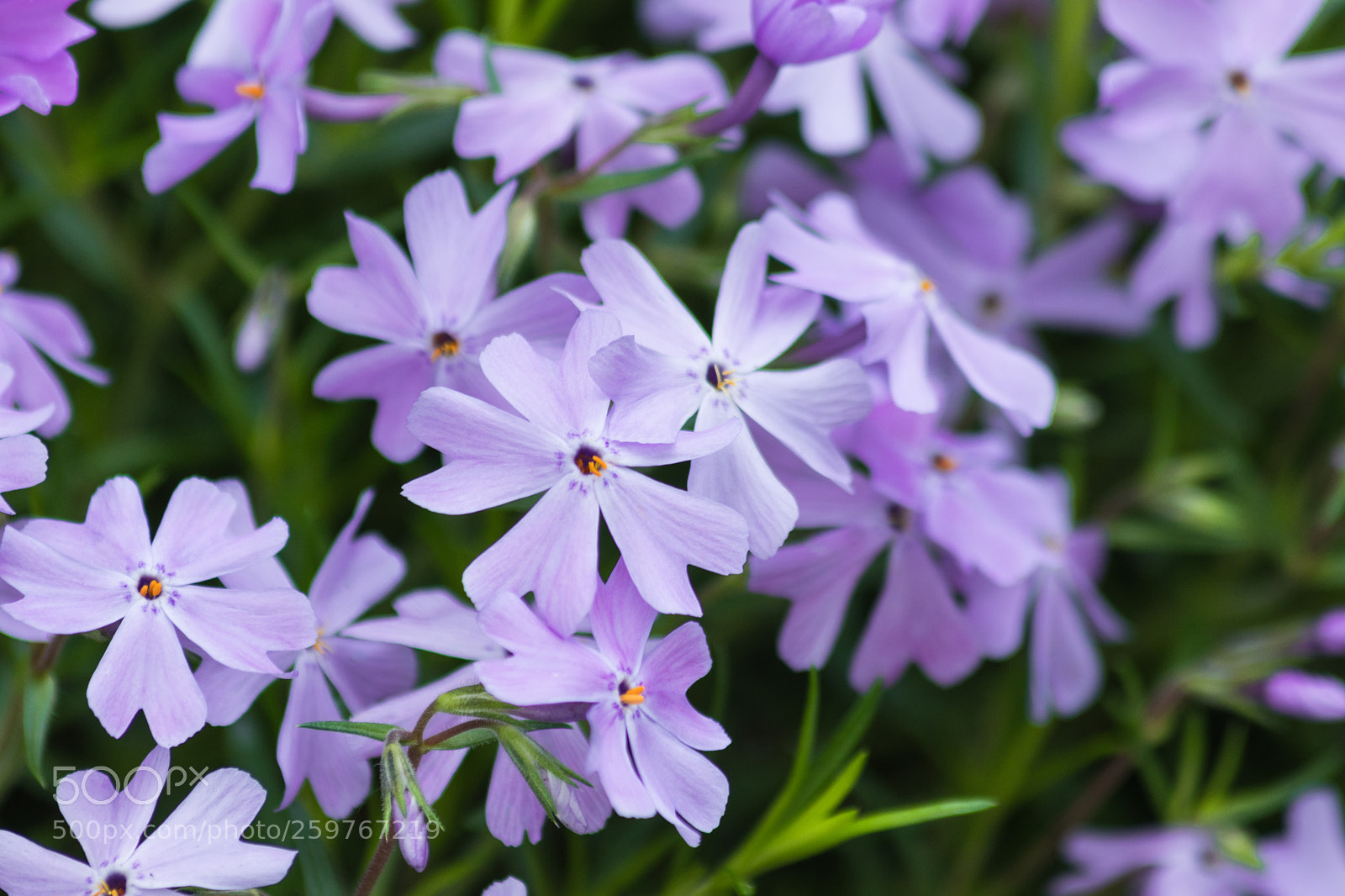 Canon EOS 800D (EOS Rebel T7i / EOS Kiss X9i) sample photo. Emerald blue creeping phlox photography
