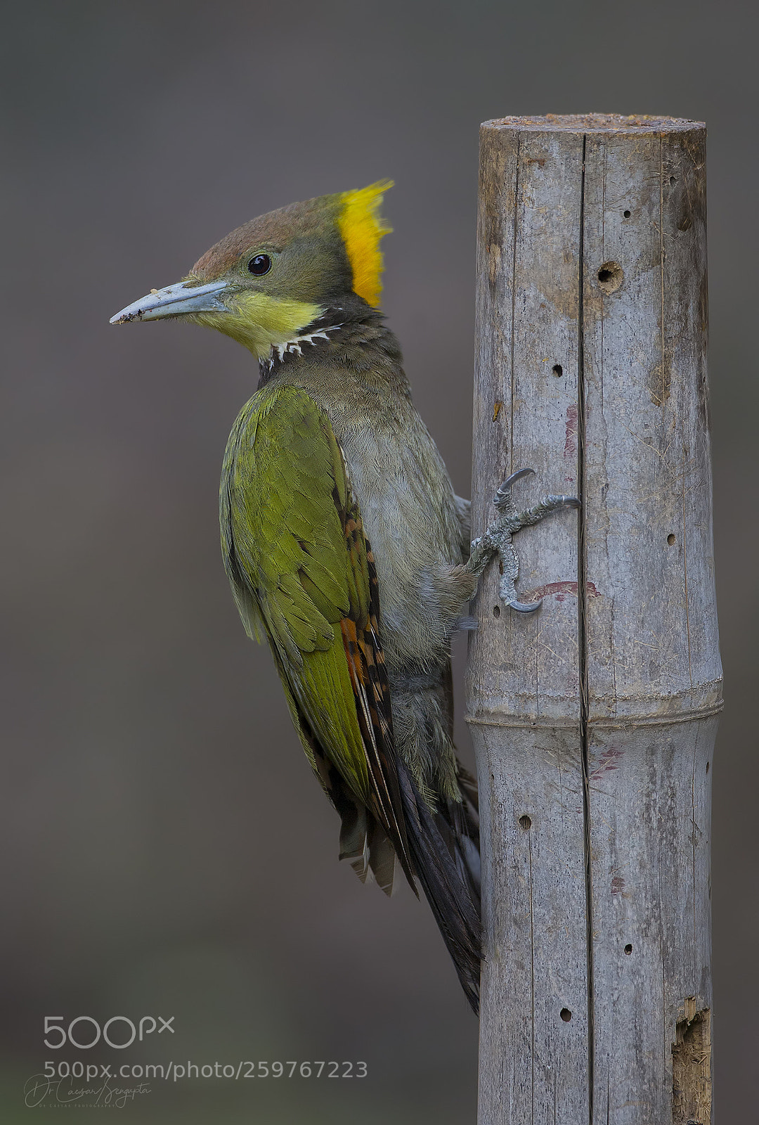Canon EOS-1D X sample photo. Greater yellownape photography