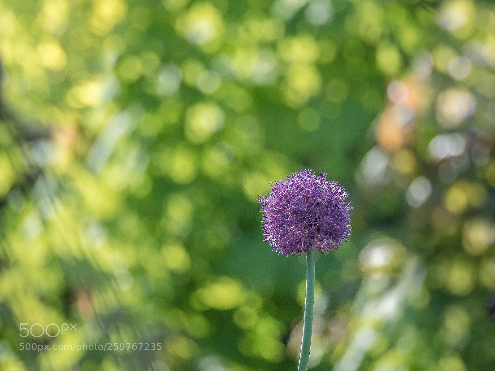 Olympus OM-D E-M5 II sample photo. Bokeh-bokeh photography