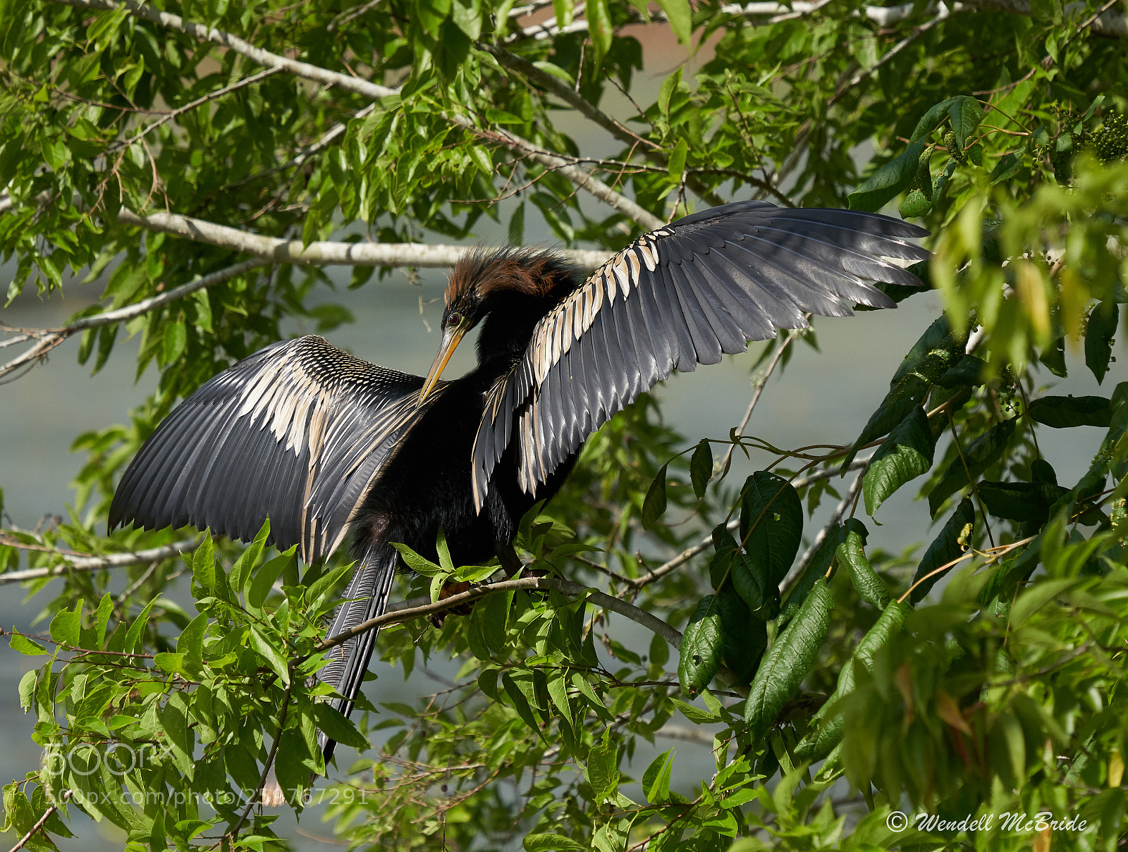 Sony a7R III sample photo. The snake bird photography