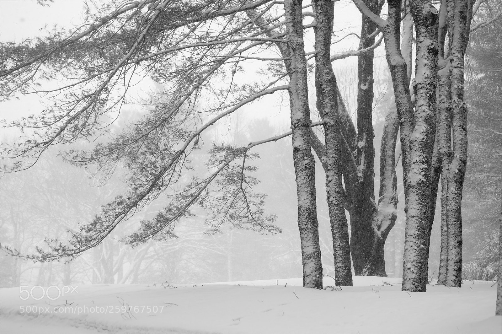 Nikon D3200 sample photo. Snowfall on pines photography