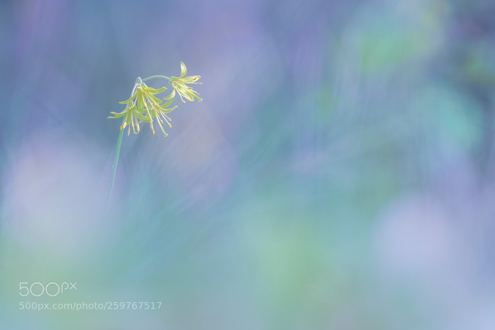 Sony a7R II sample photo. Clintonia borealis photography