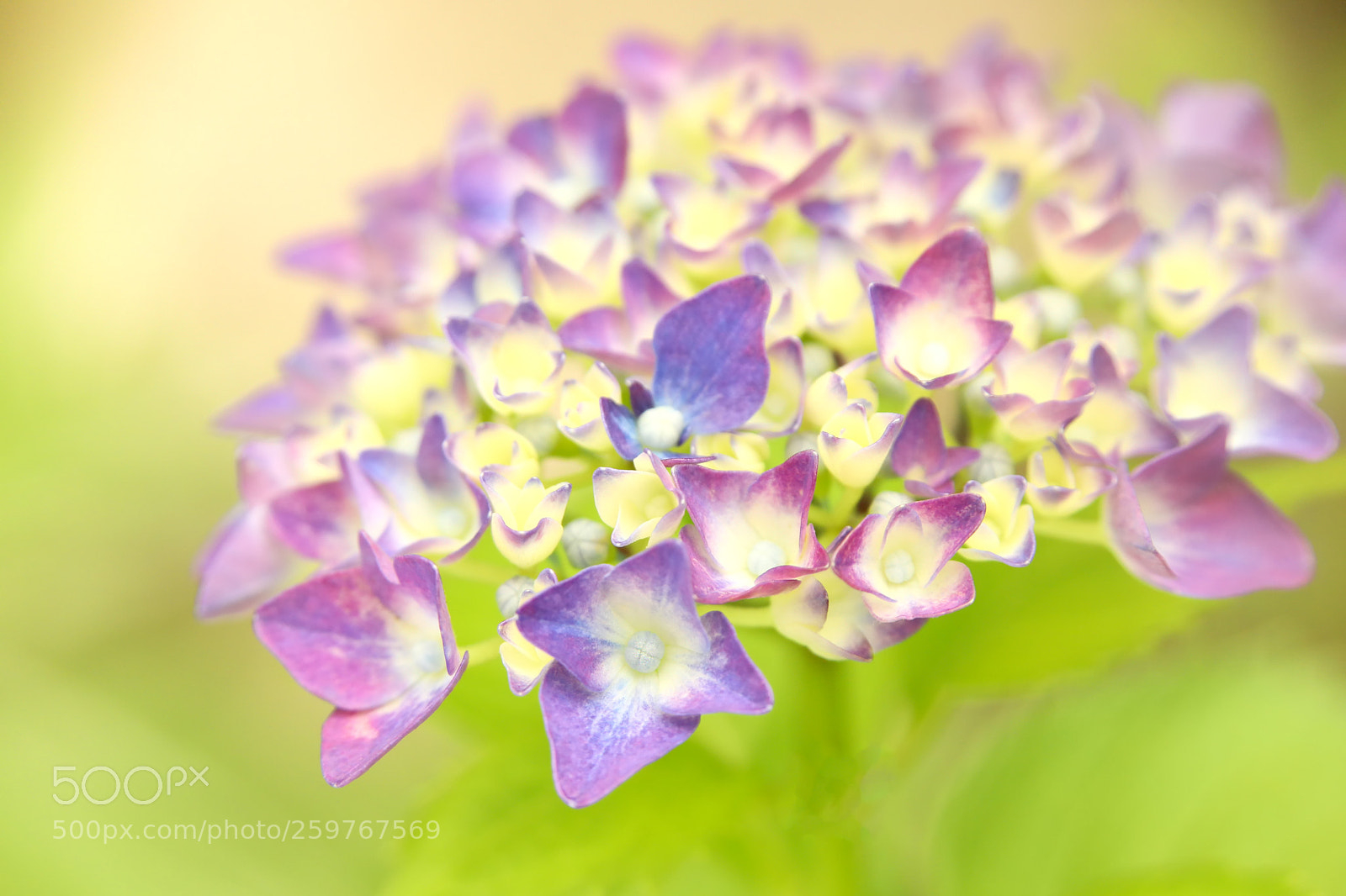Canon EOS 5D Mark IV sample photo. Purple hydrangea photography