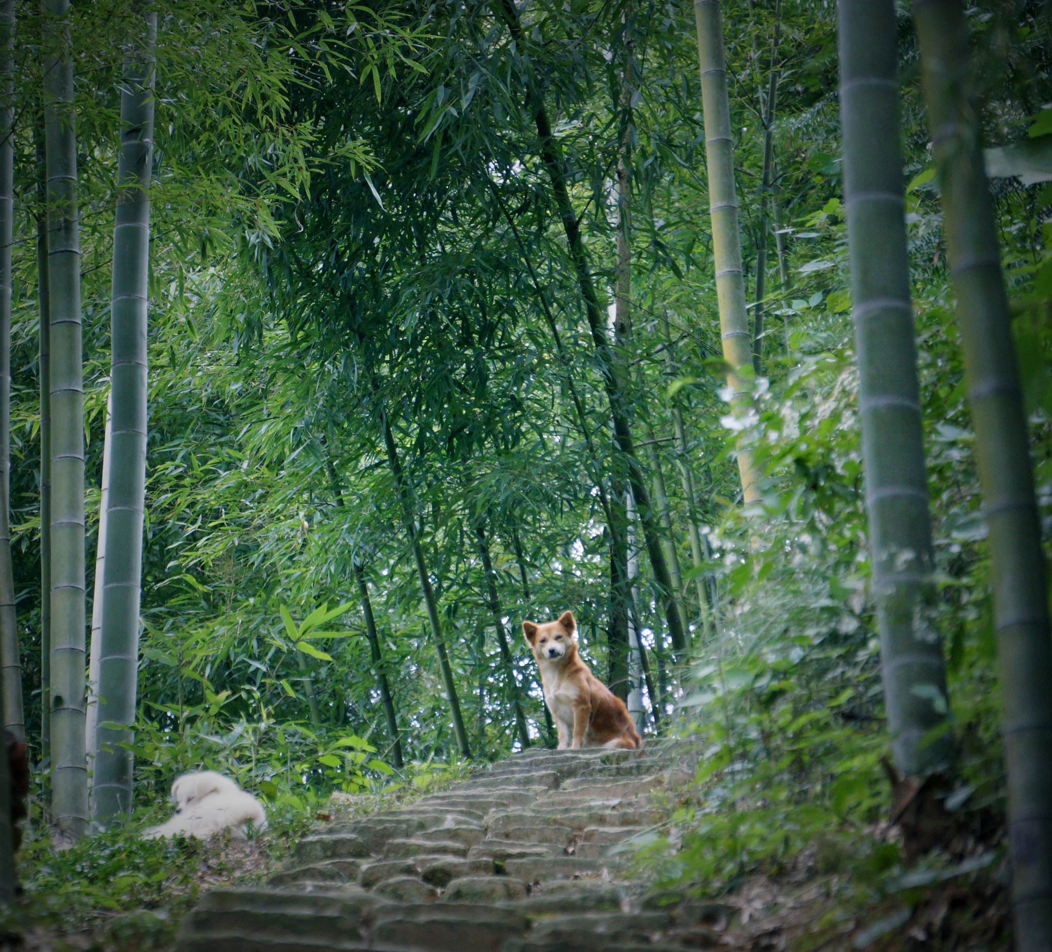 Sony Alpha NEX-7 sample photo. Who are you? photography