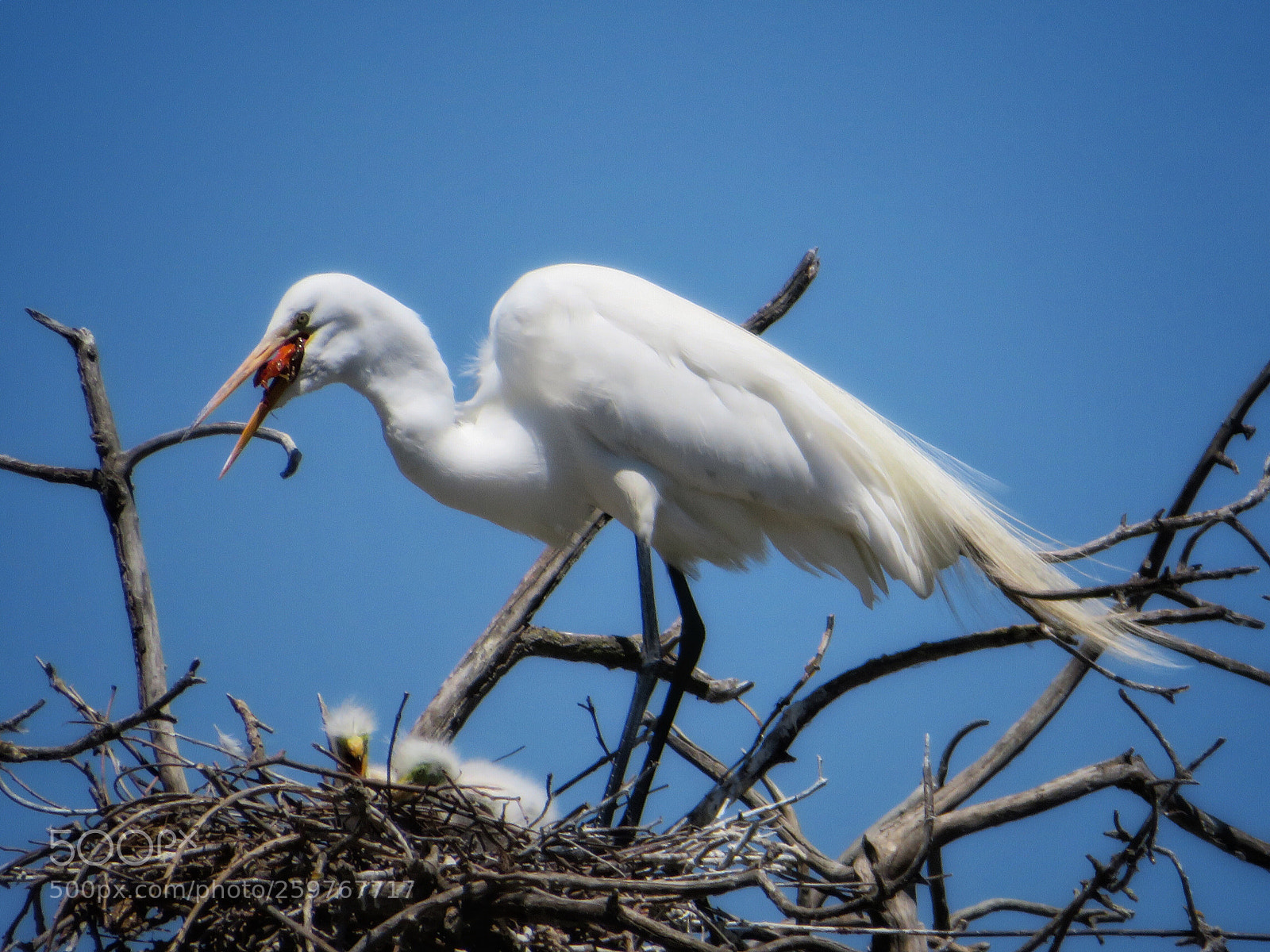 Canon PowerShot SX720 HS sample photo. Feeding time photography