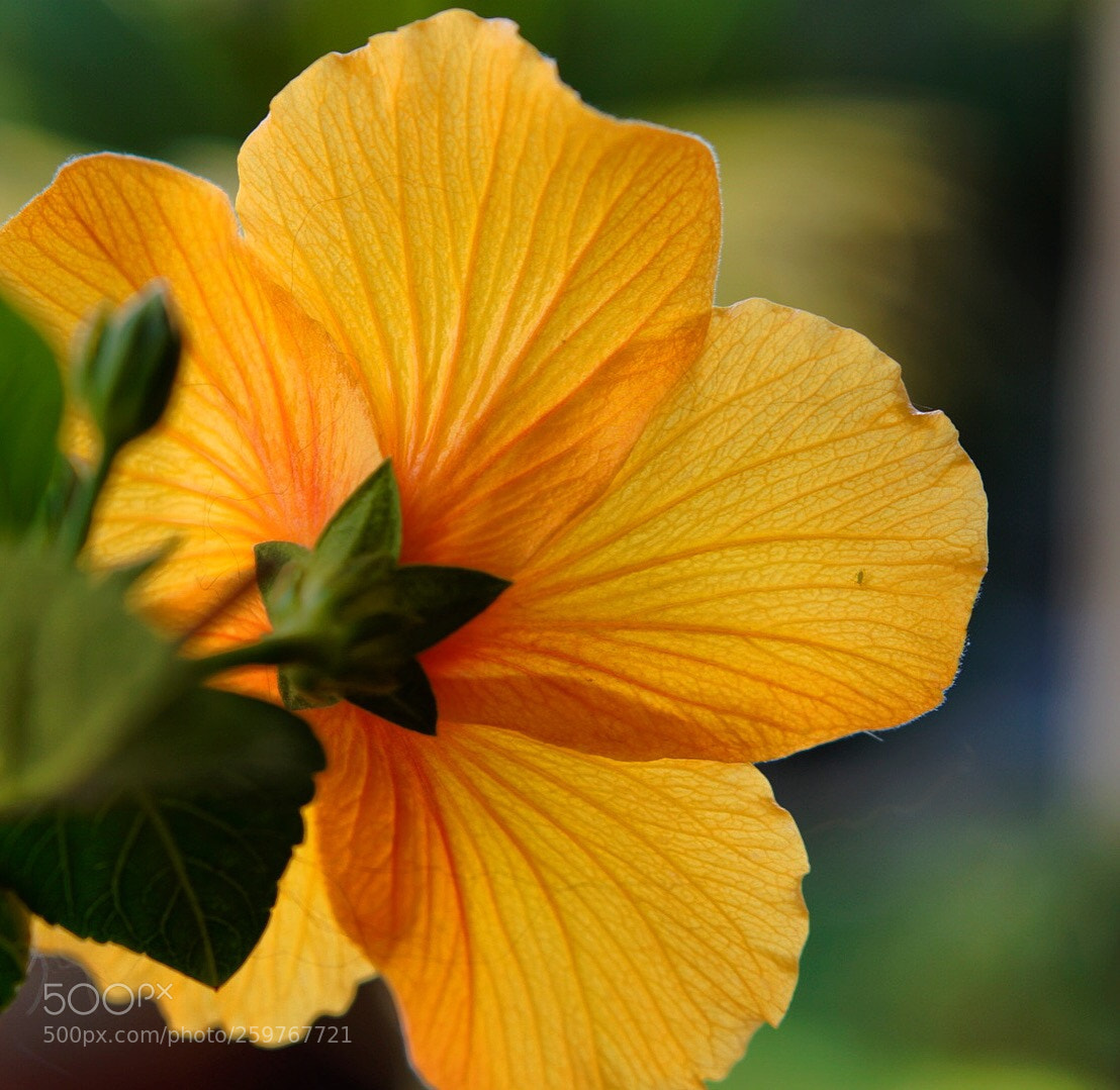 Sony a6000 sample photo. Mimosa photography