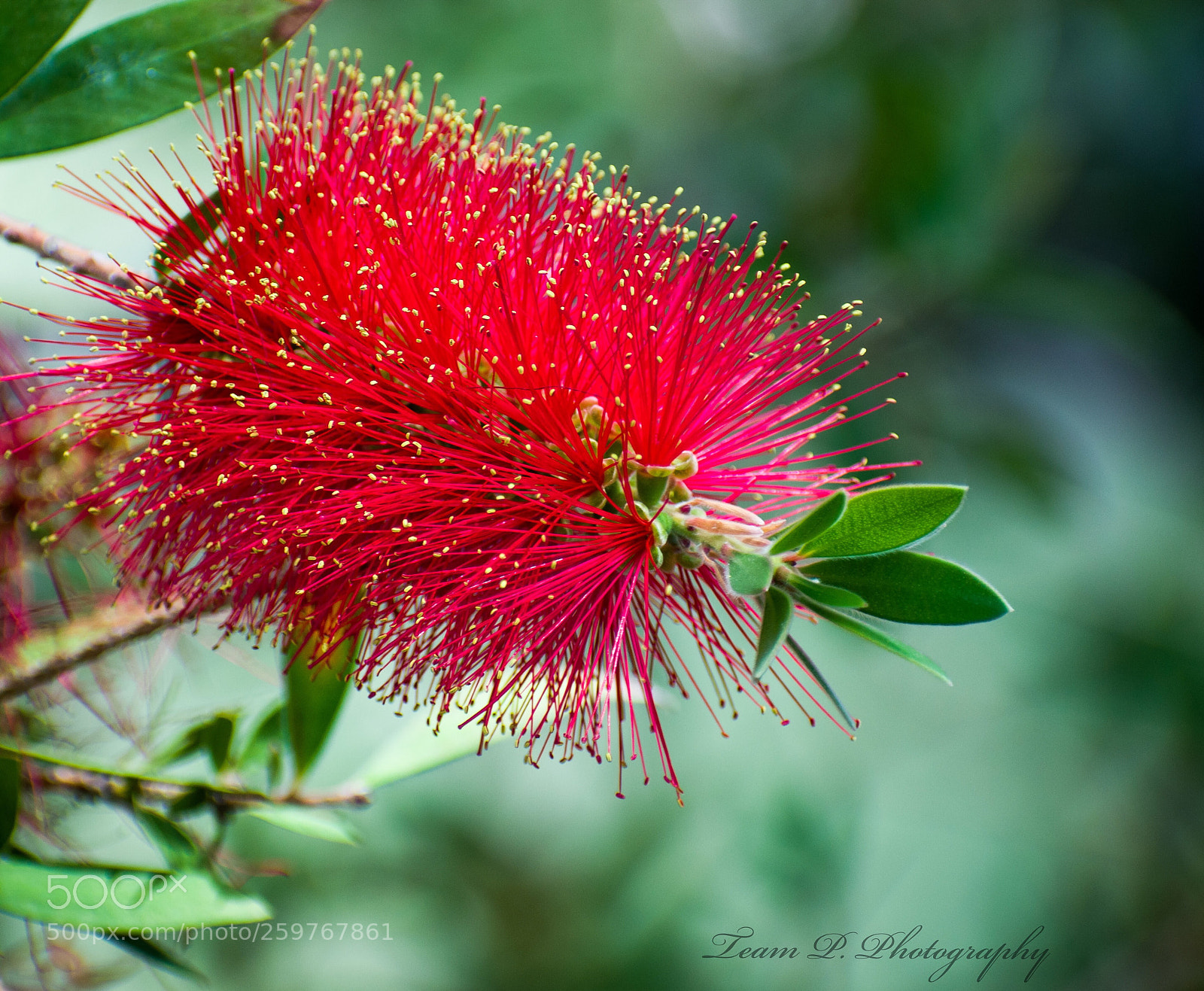 Nikon D3400 sample photo. Red photography