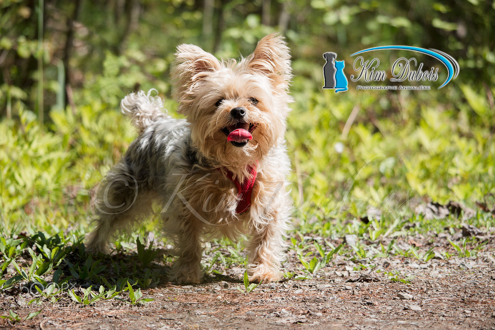 Canon EOS 70D sample photo. The winner photography
