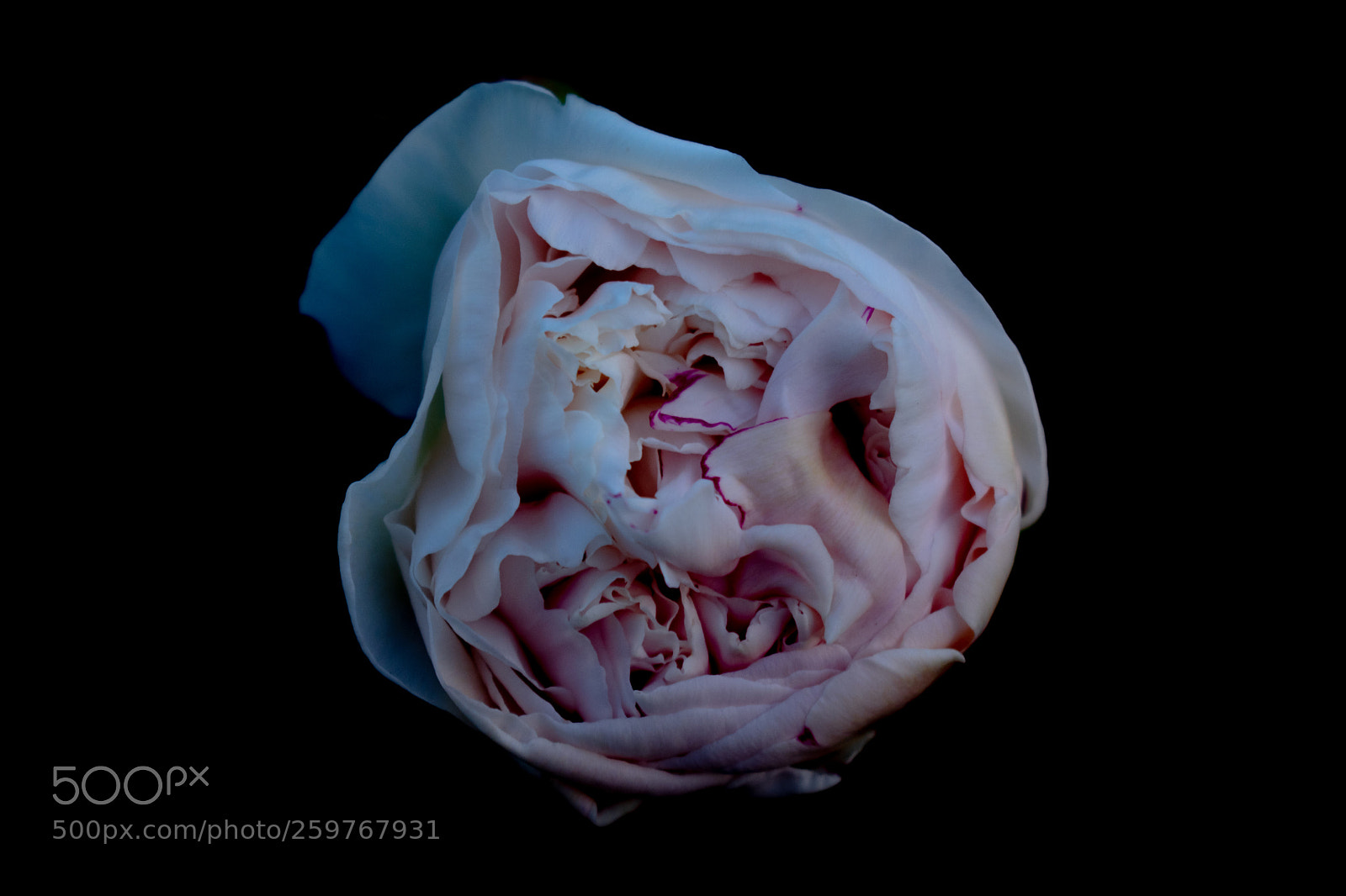Nikon D3400 sample photo. Floral photography