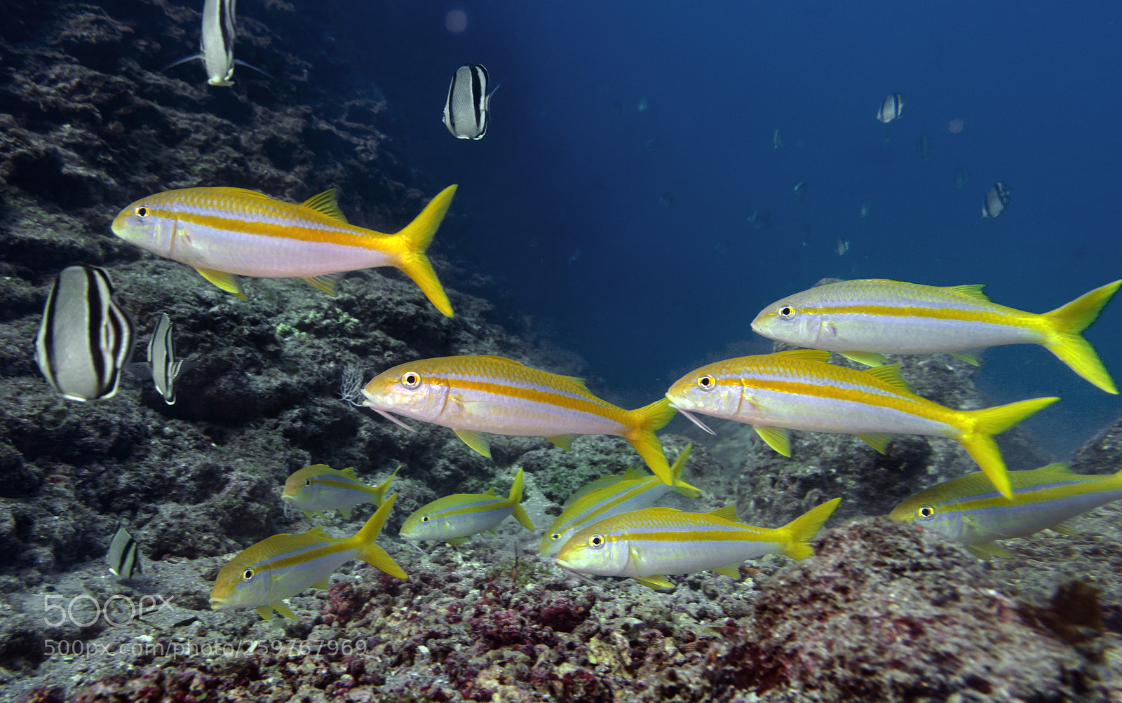 Nikon D7200 sample photo. Mexican goatfish photography