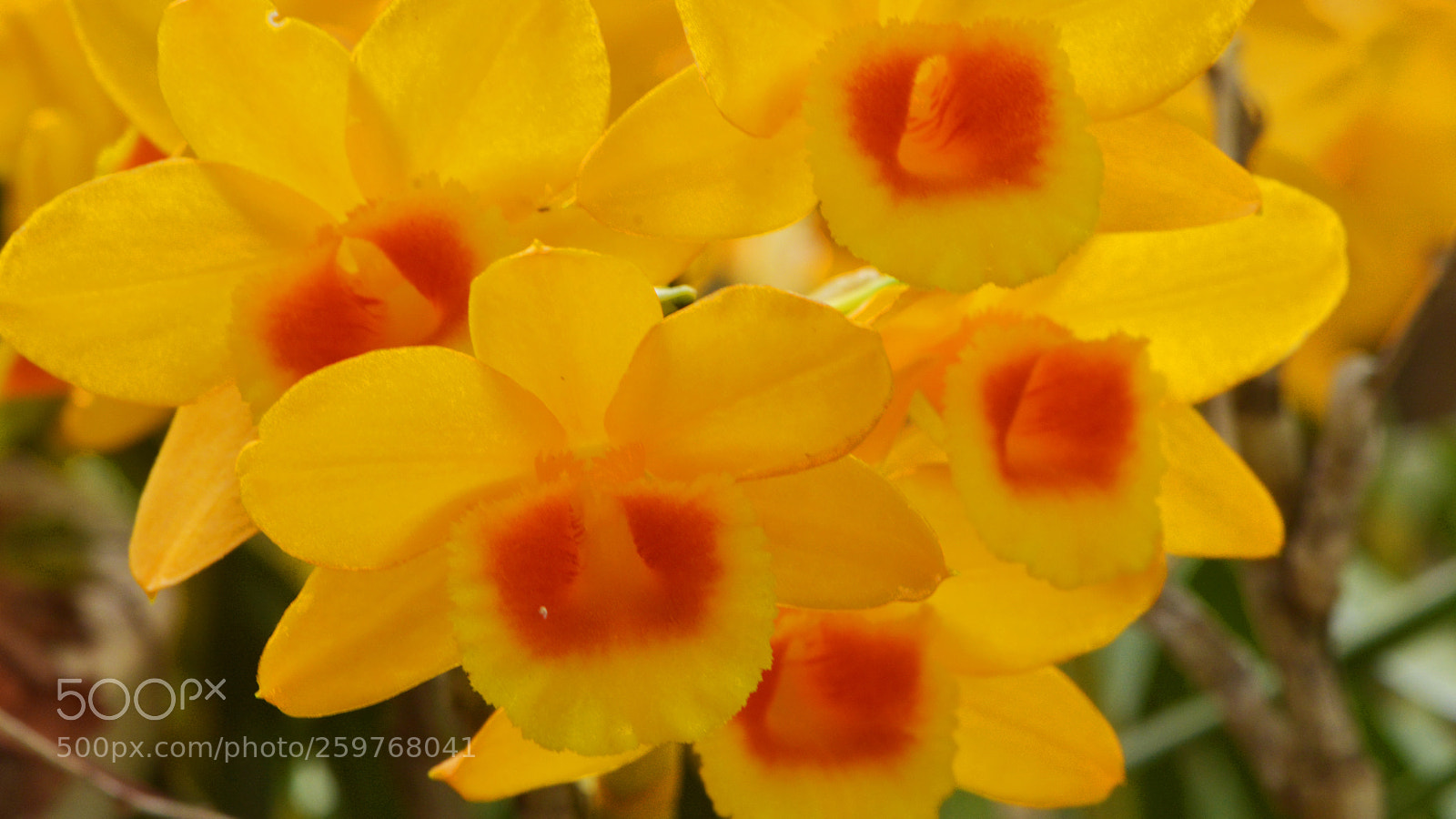 Nikon D7100 sample photo. Dendrobium  denneanum photography