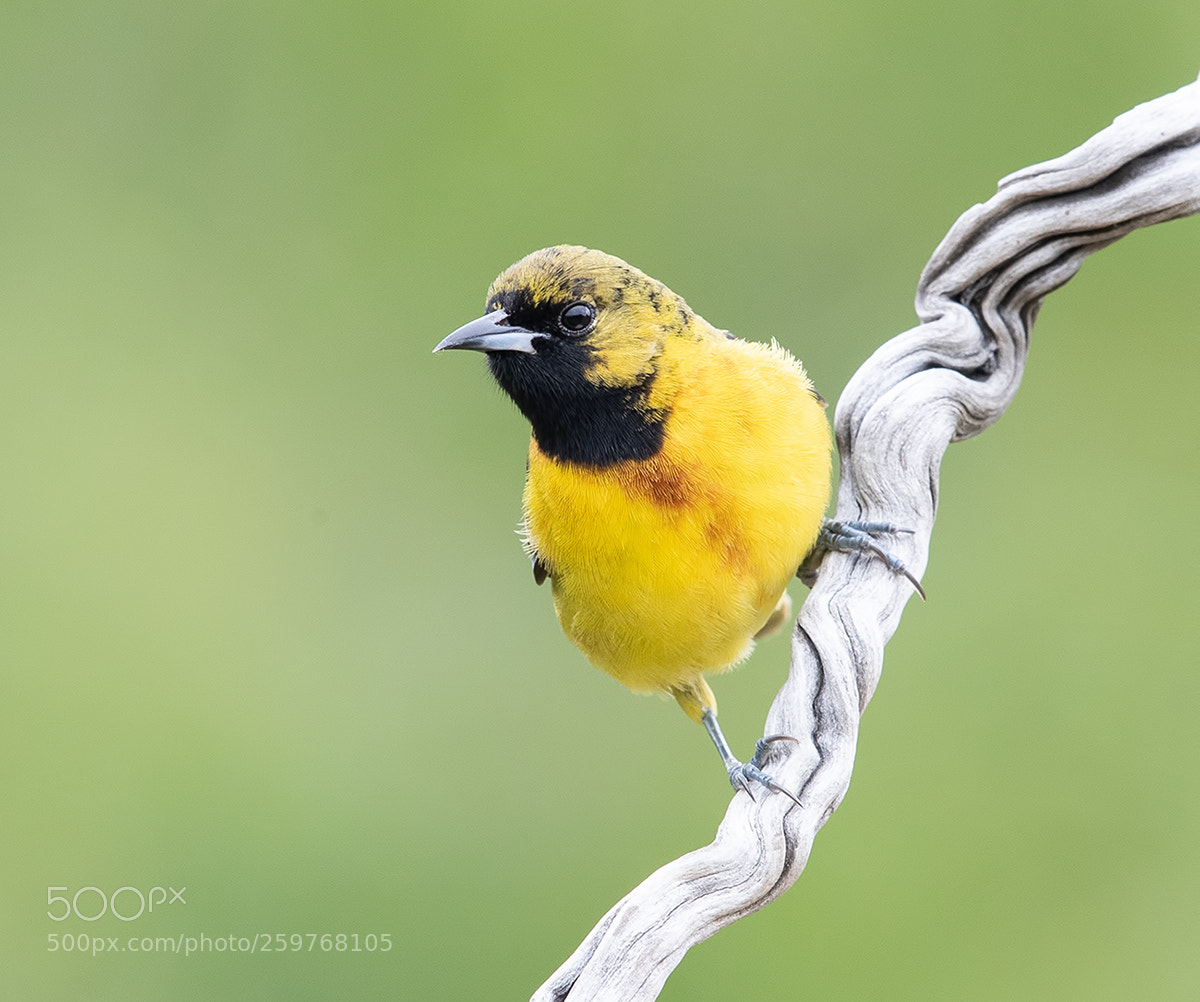 Canon EOS-1D X Mark II sample photo. Orchard oriole female photography