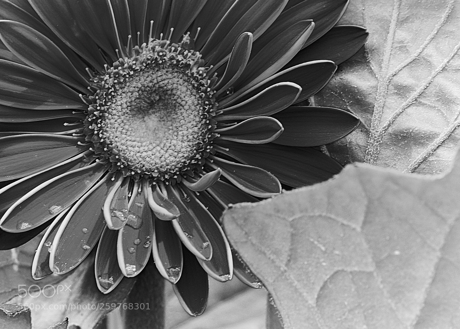 Sony a7R II sample photo. B&w flower photography