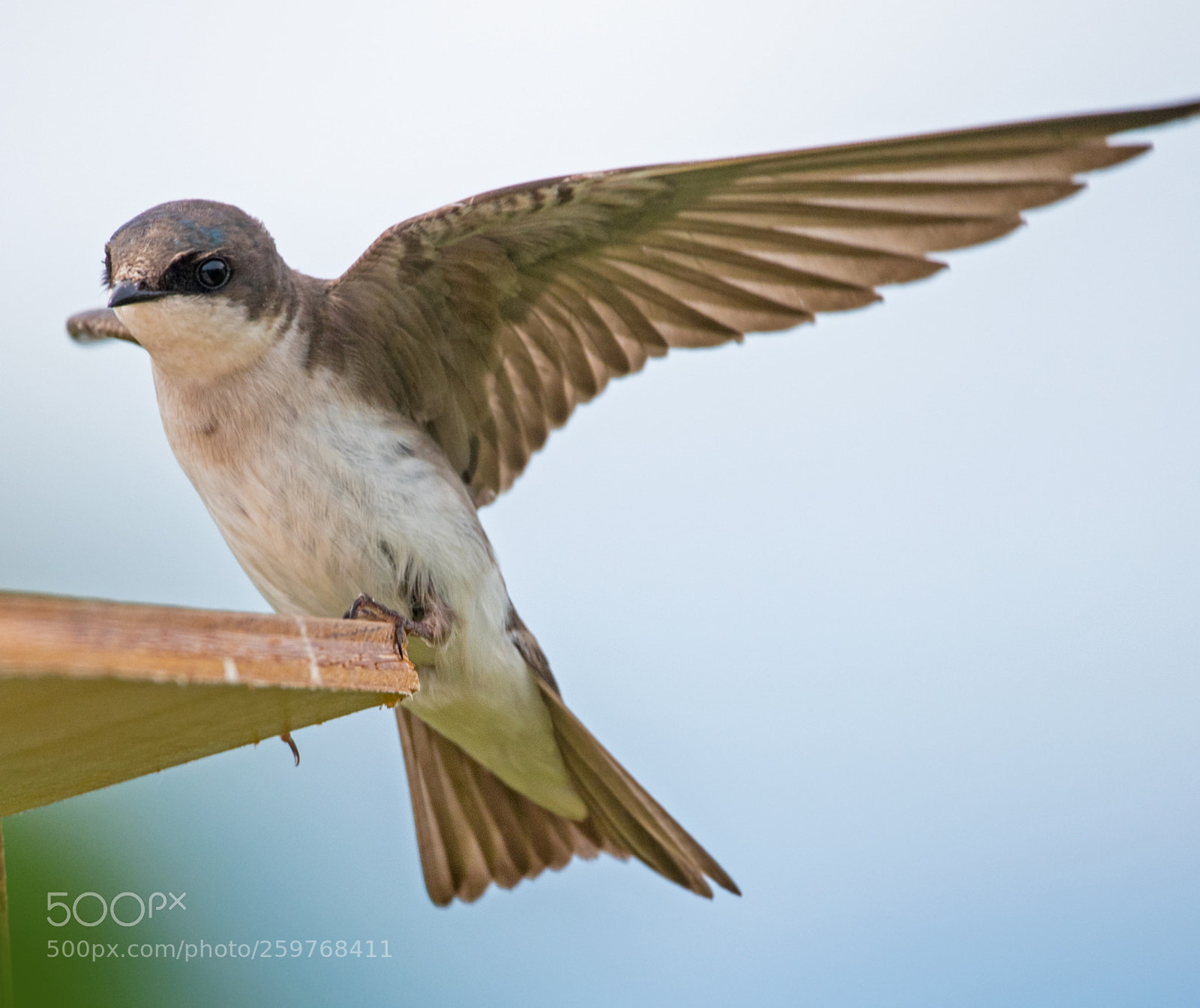 Nikon D750 sample photo. Touch down photography