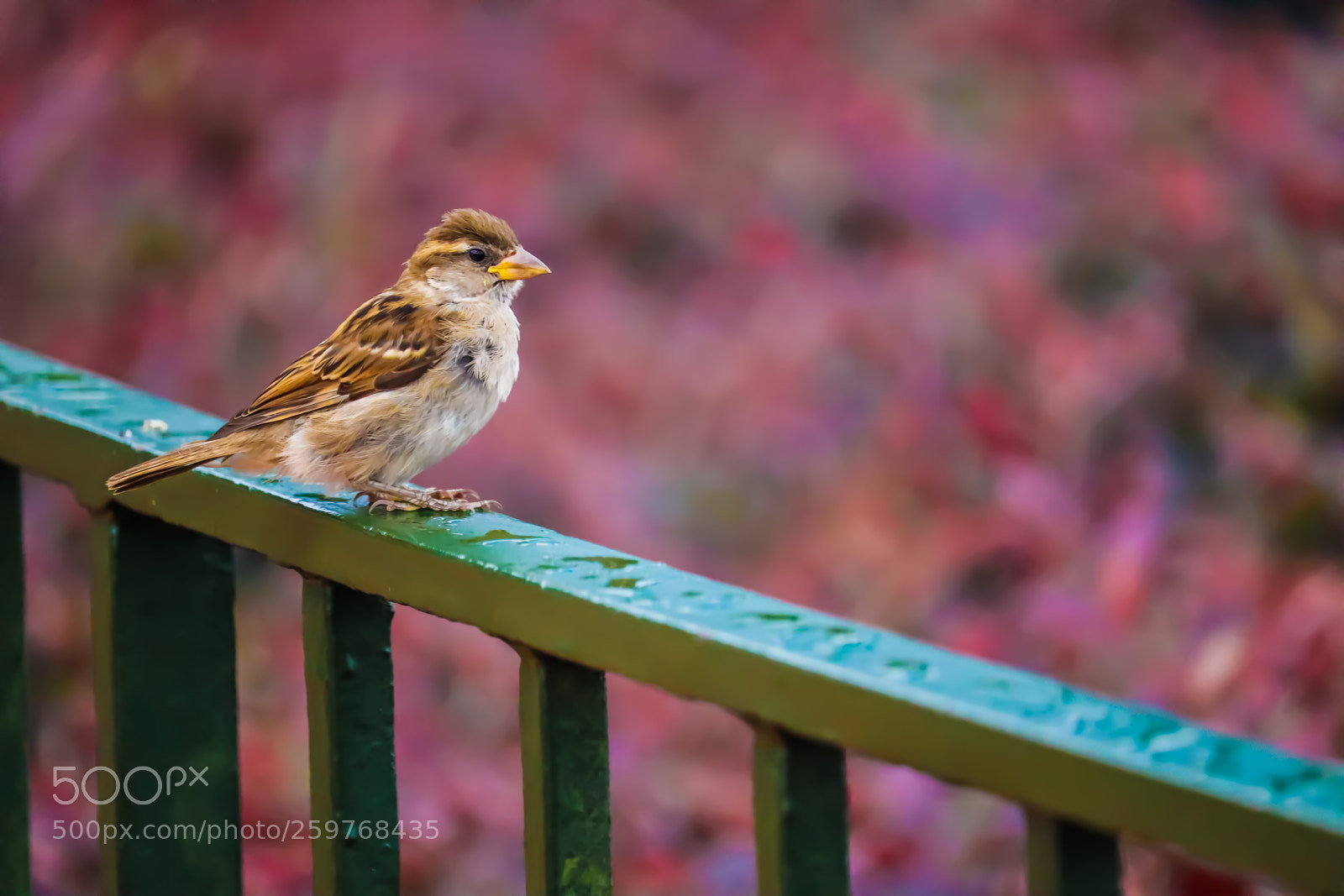 Canon EOS 800D (EOS Rebel T7i / EOS Kiss X9i) sample photo. Sparrow photography