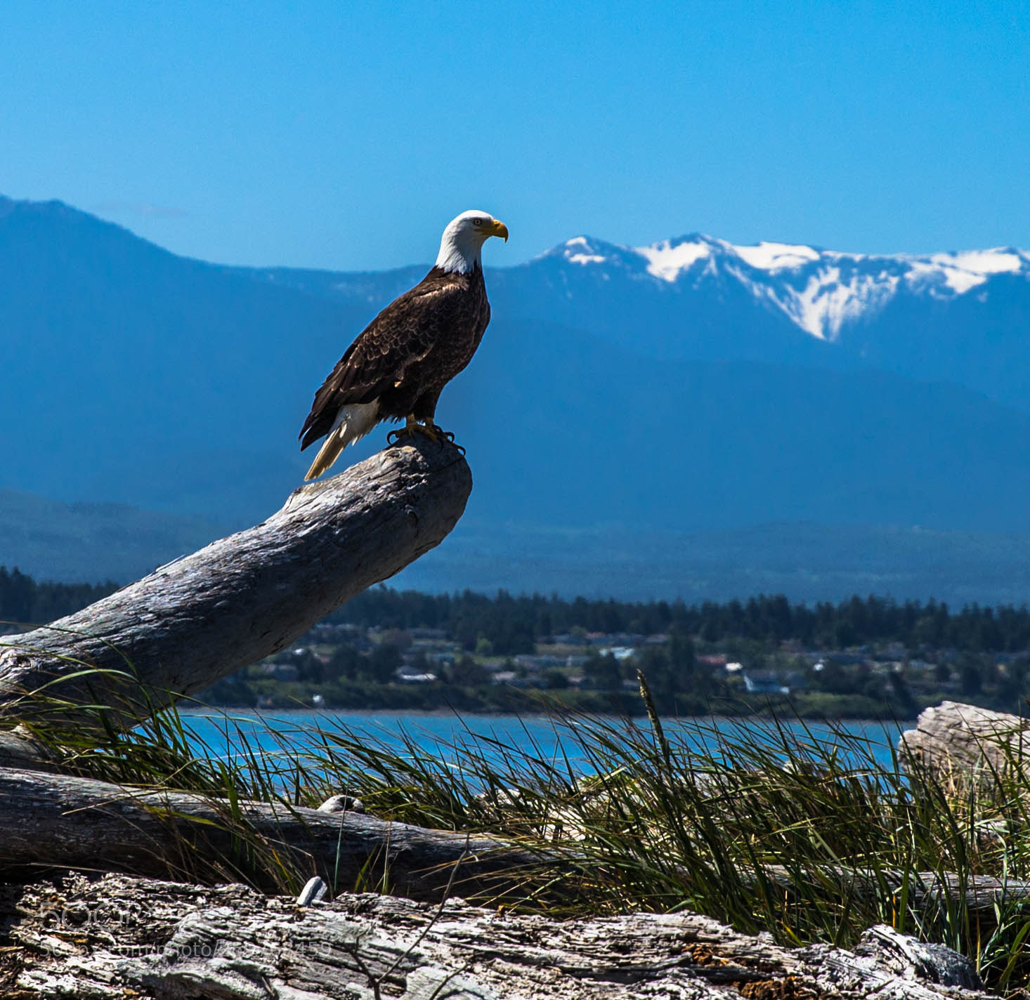 Canon EOS 6D sample photo. Bald eagle dungeness spit photography