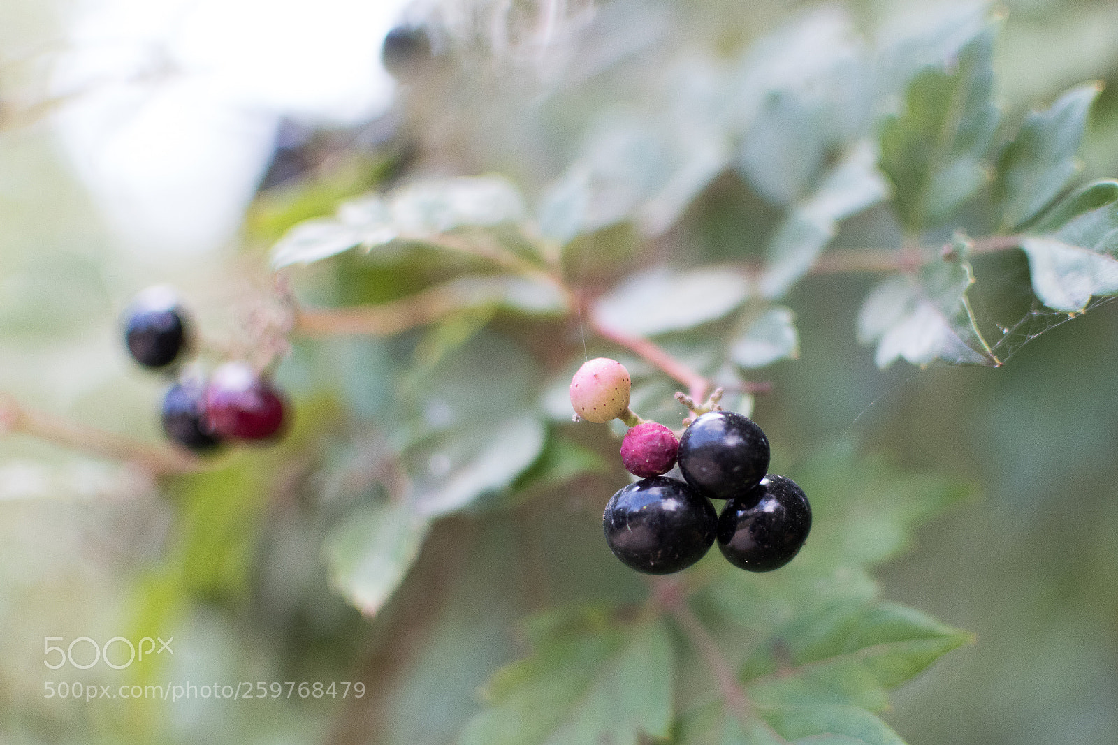 Nikon D5500 sample photo. Purple berries photography