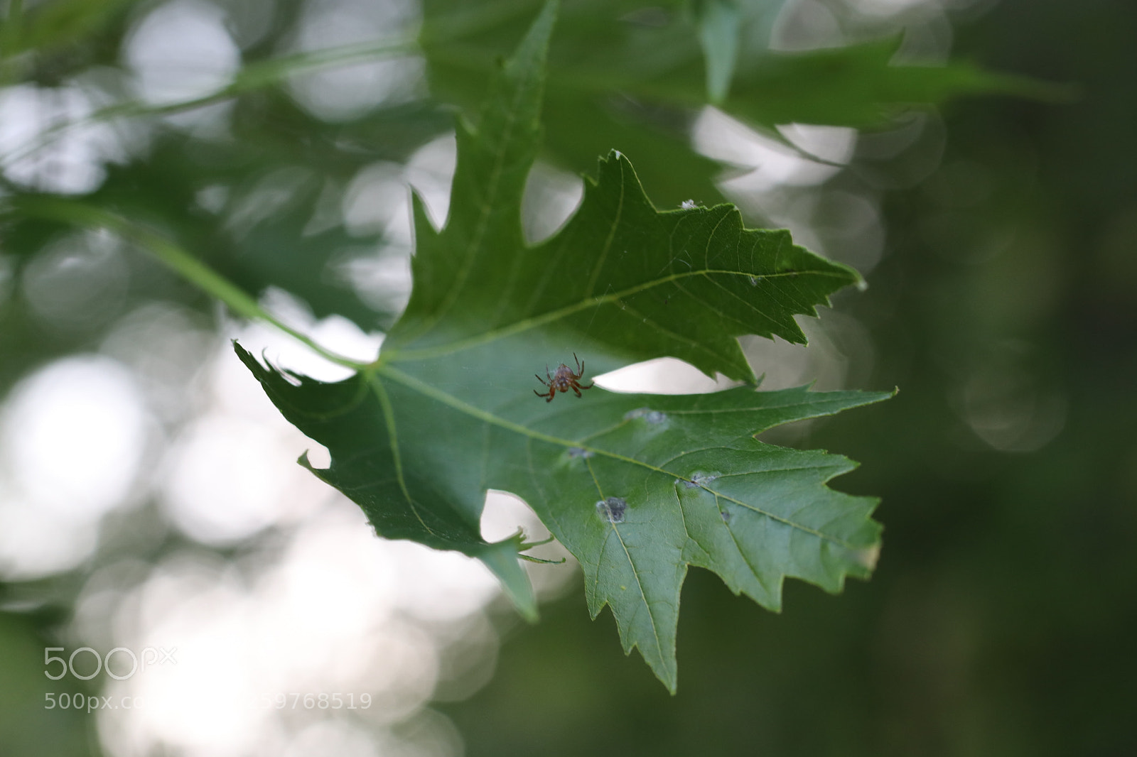 Canon EOS 80D sample photo. Spiderbro photography
