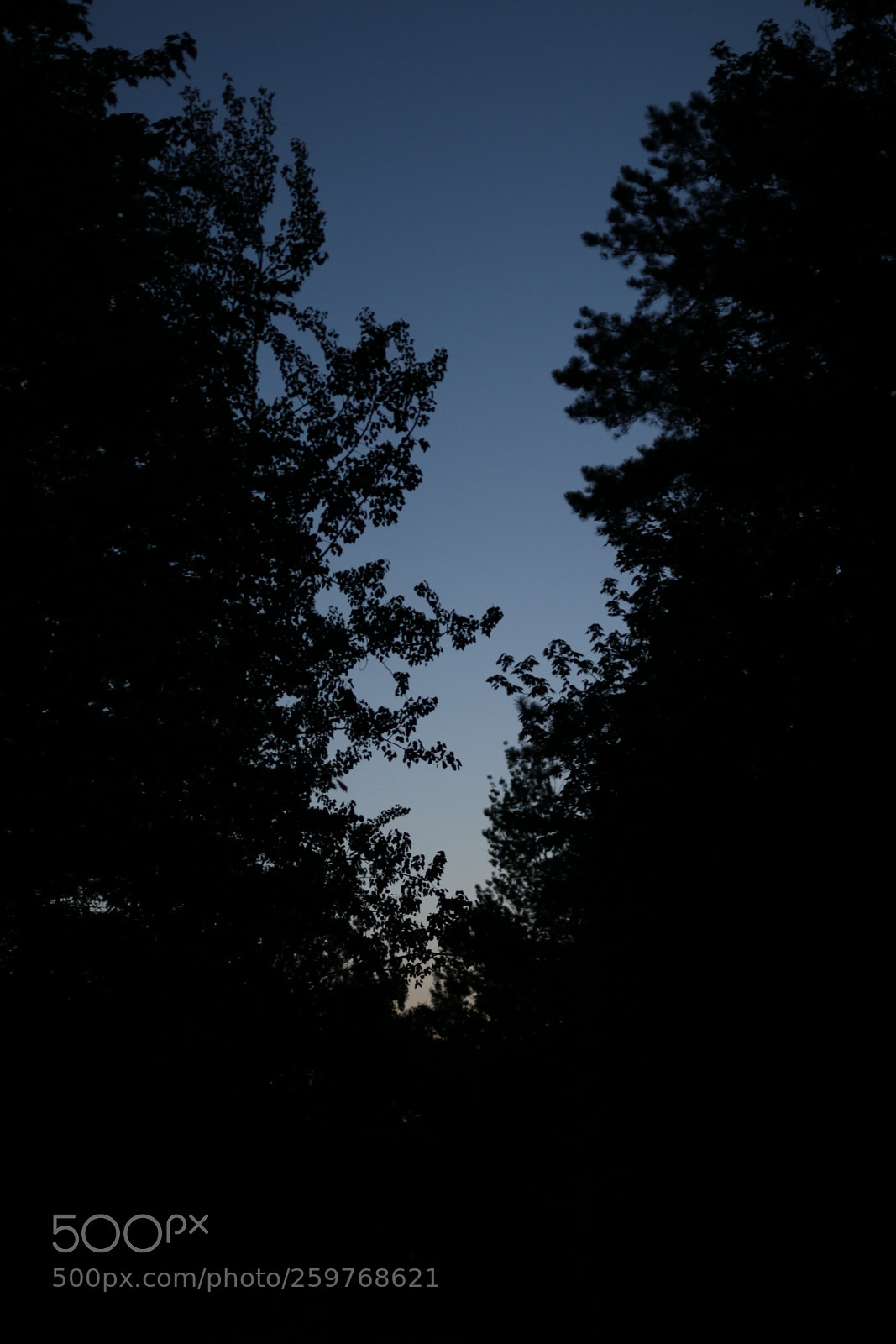 Canon EOS 80D sample photo. Sky and trees photography