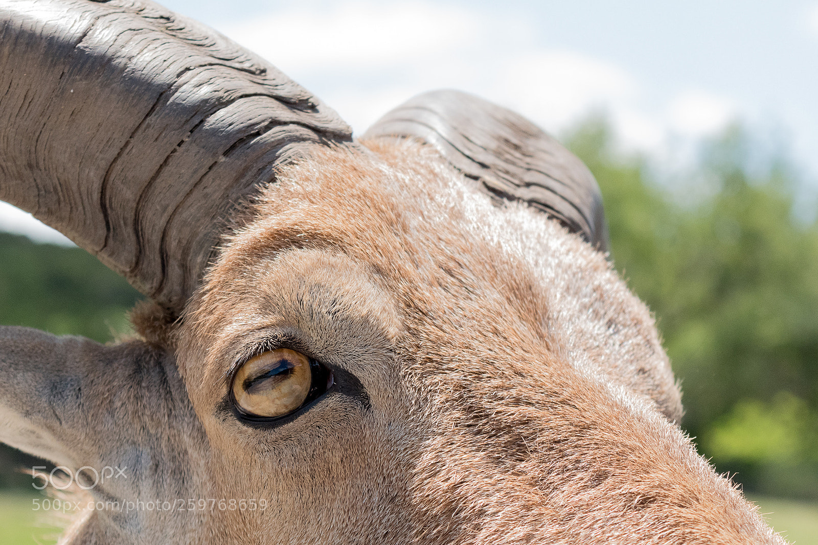 Nikon D5500 sample photo. Oryx at fossil rim photography