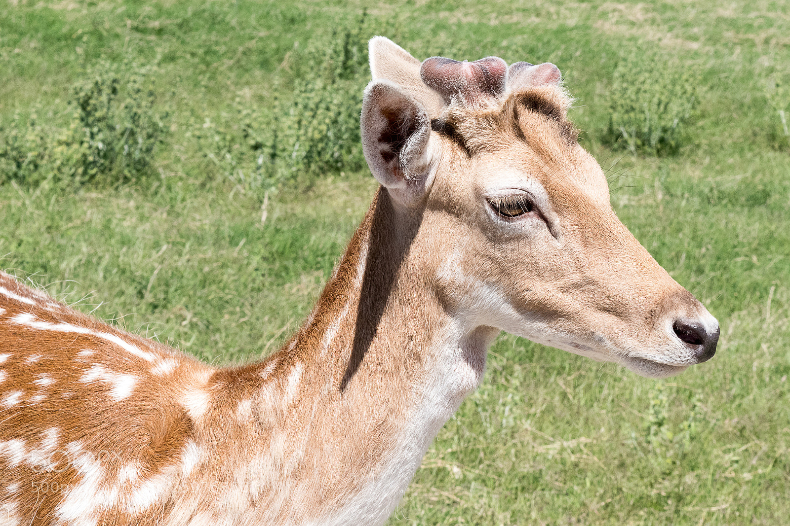 Nikon D5500 sample photo. Axis deer at fossil photography