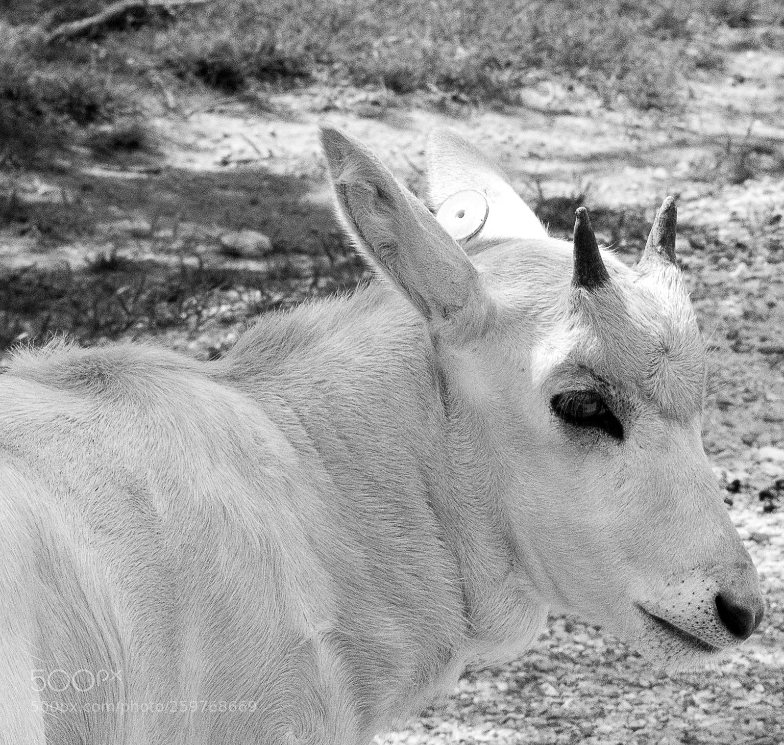 Nikon D5500 sample photo. Baby at fossil rim photography