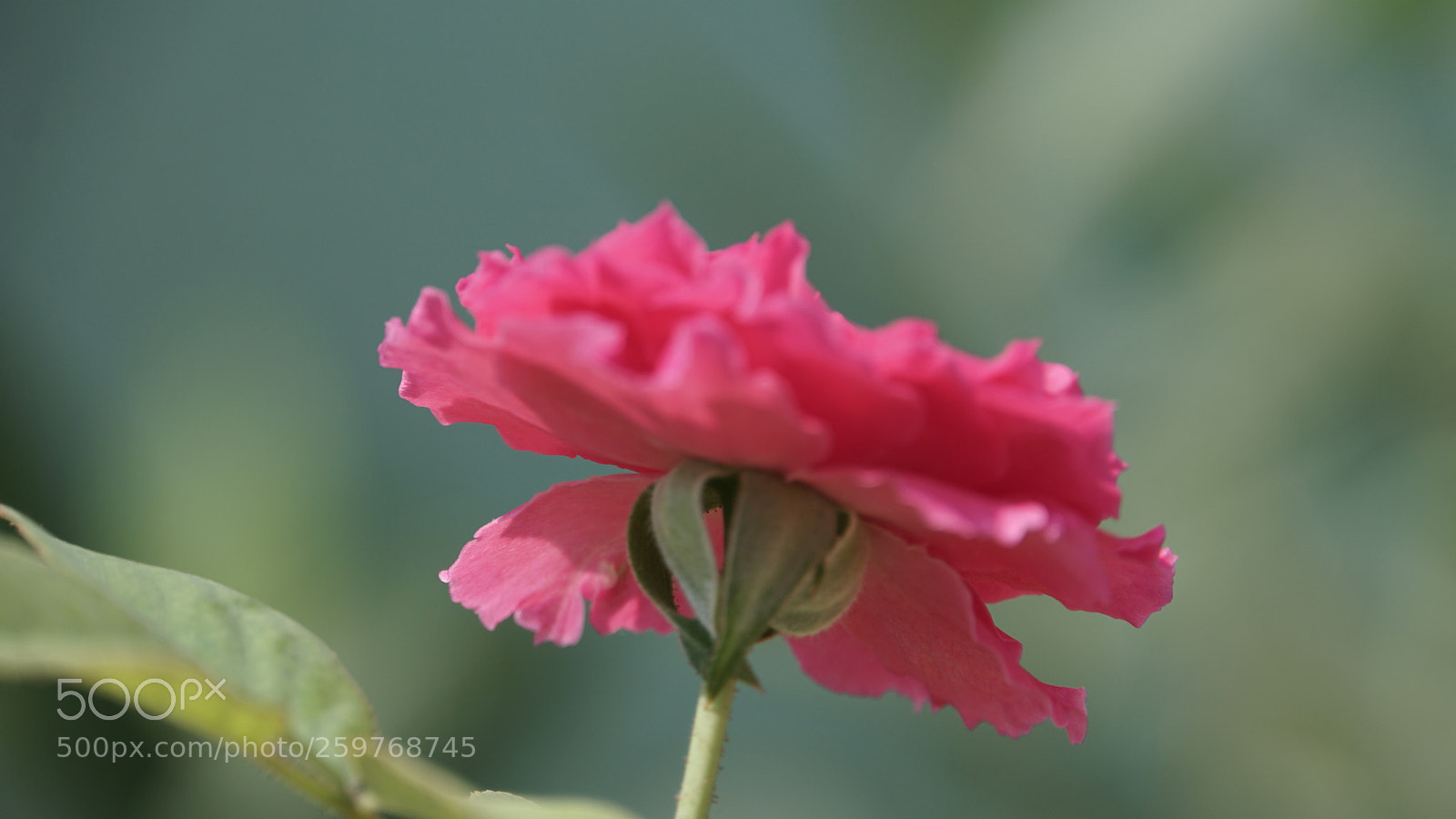 Sony a6000 sample photo. Rose photography