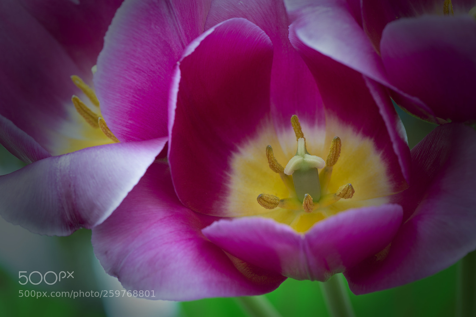 Nikon D800 sample photo. Details photography