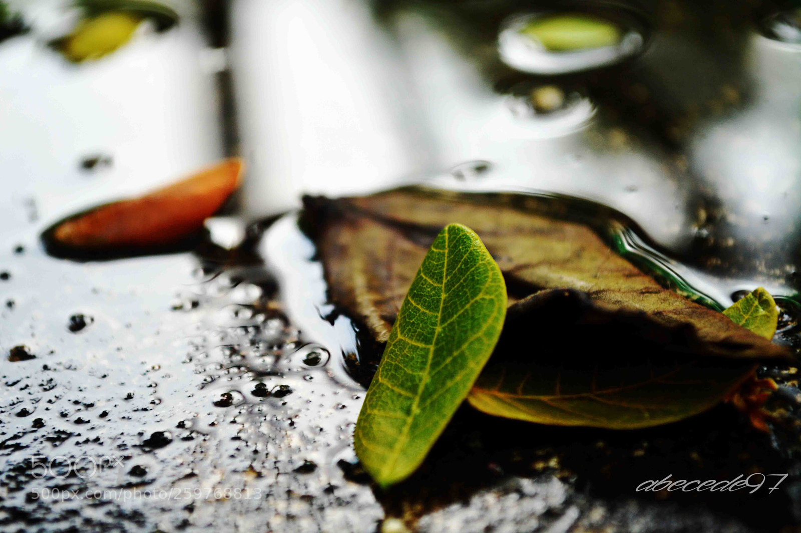 Nikon D3200 sample photo. Sun flowwer photography