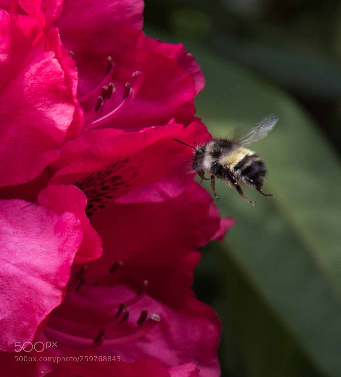 Nikon D750 sample photo. Bee photography