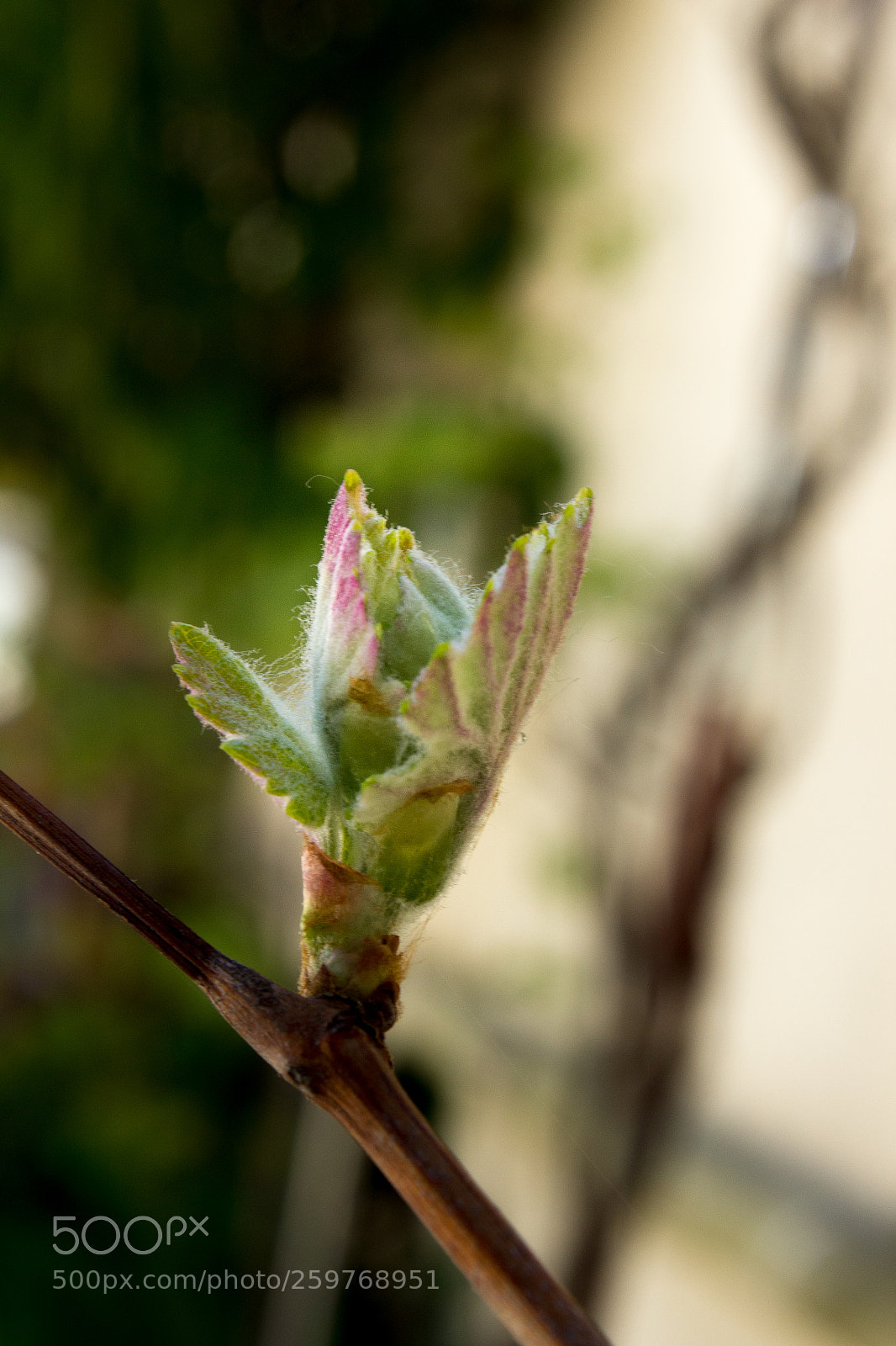 Canon EOS 600D (Rebel EOS T3i / EOS Kiss X5) sample photo. Nouvelle feuilles photography
