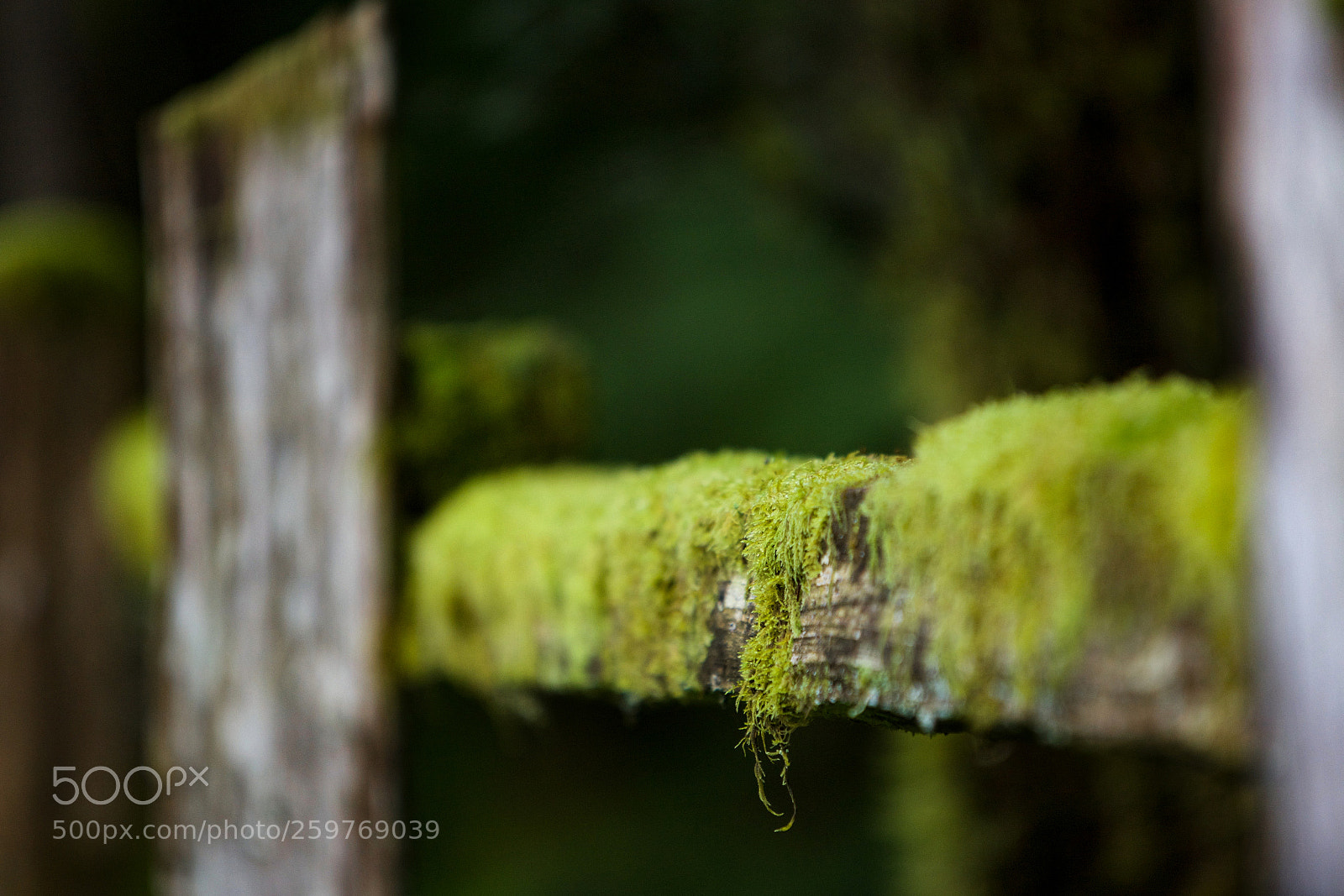 Canon EOS 5D Mark II sample photo. I have but few photography
