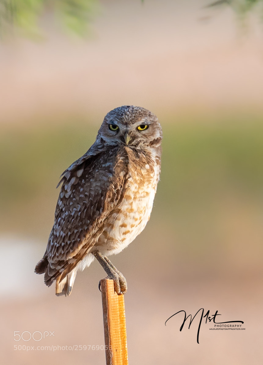 Nikon D500 sample photo. Owl in morning light photography