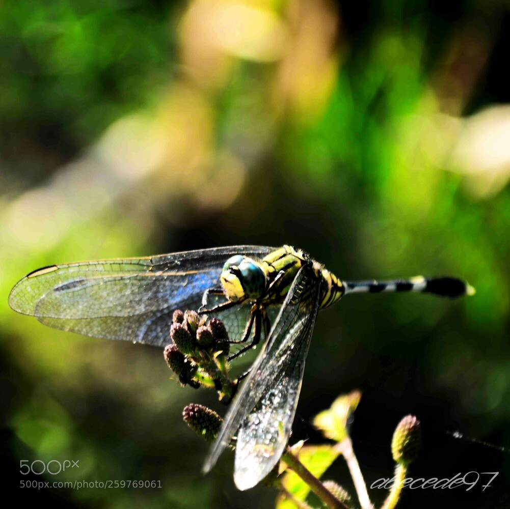Nikon D3200 sample photo. Dragon war photography