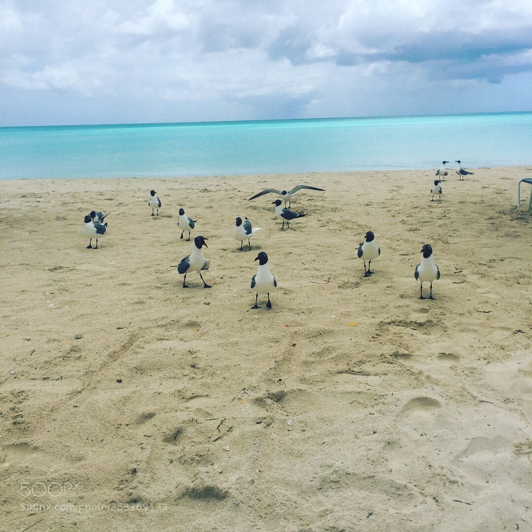 Apple iPhone 6 Plus sample photo. Beach bosses photography