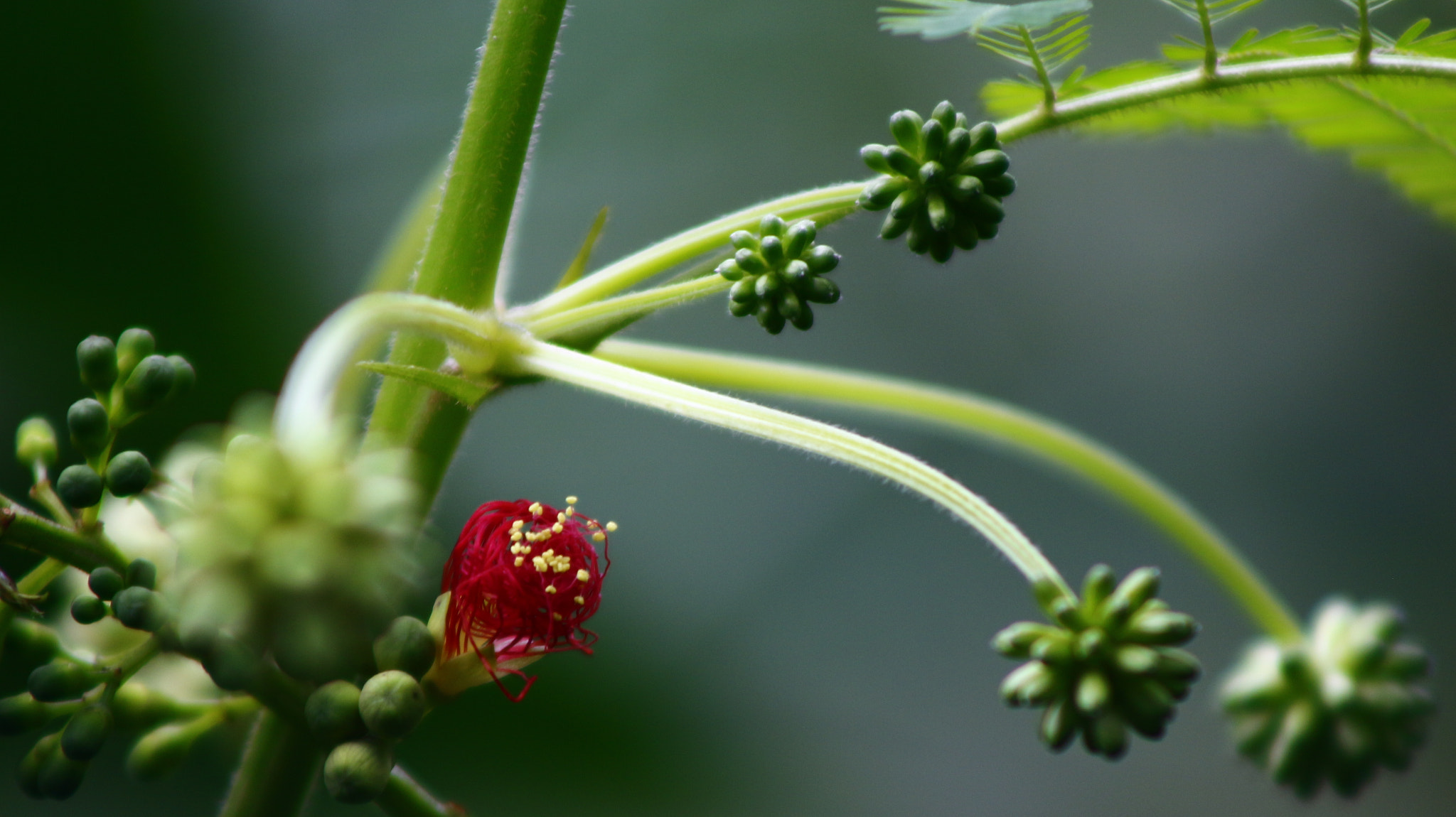 Canon EF 75-300mm f/4-5.6 sample photo. Red attack photography