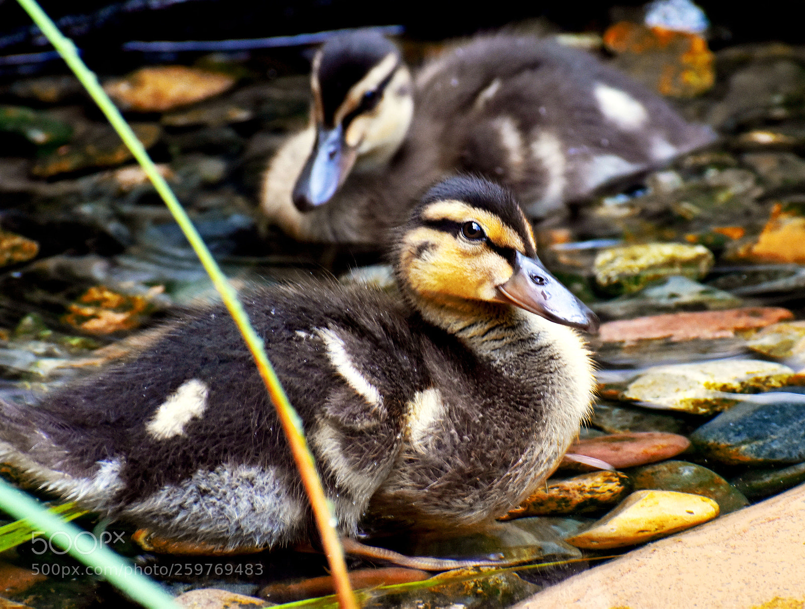 Nikon D5600 sample photo. Duckling photography